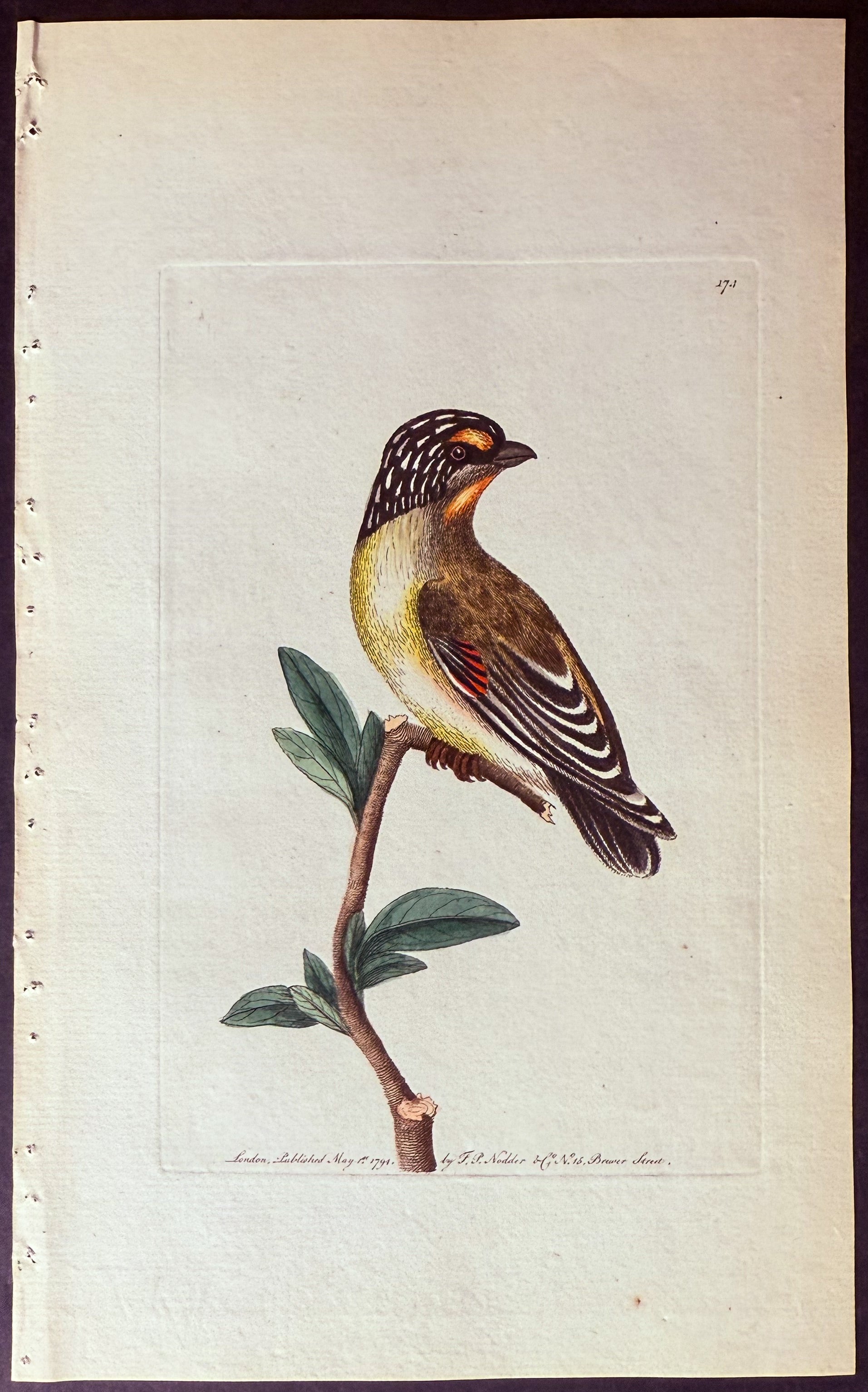 Striped-headed Manakin