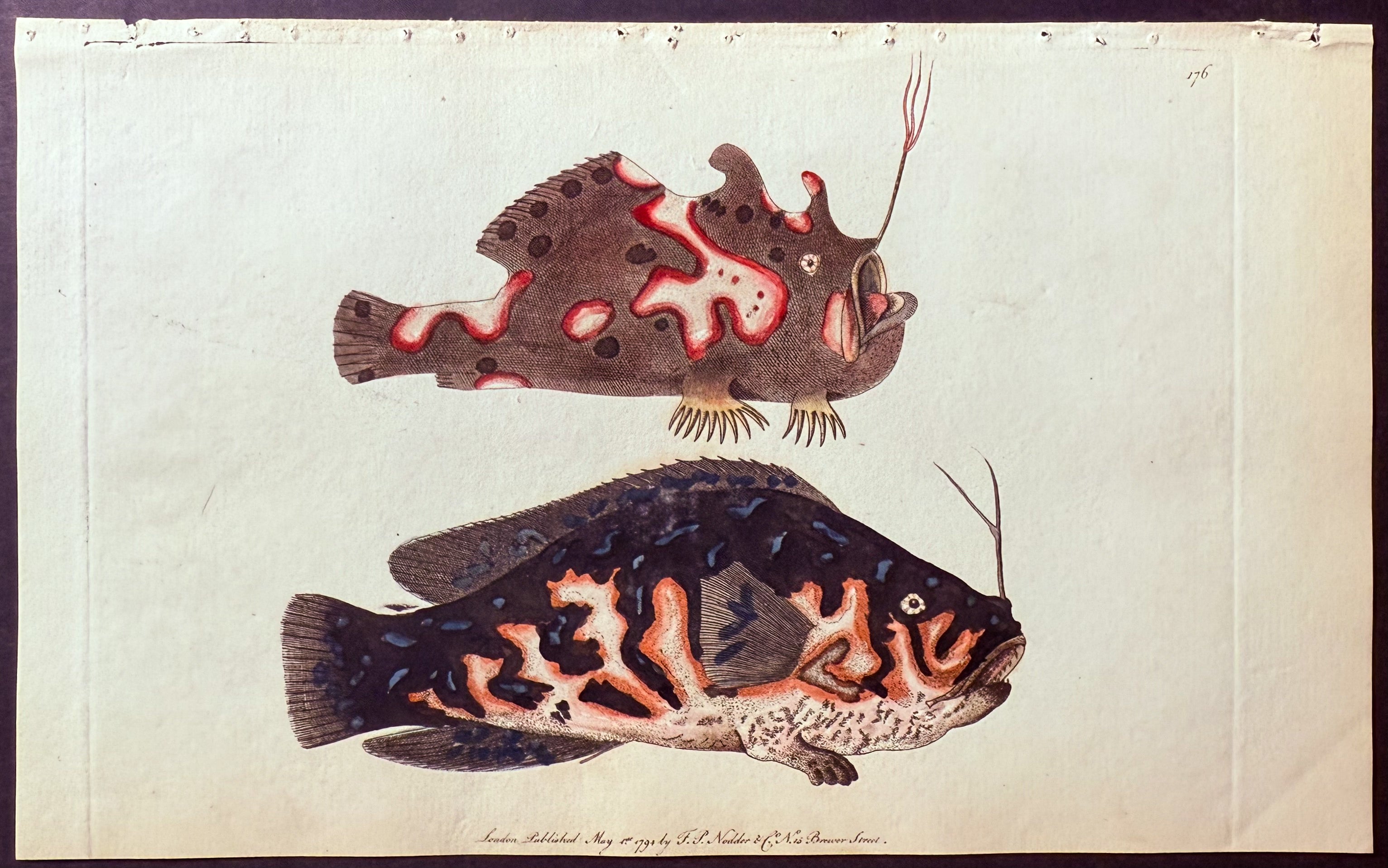 Variegated Lophius