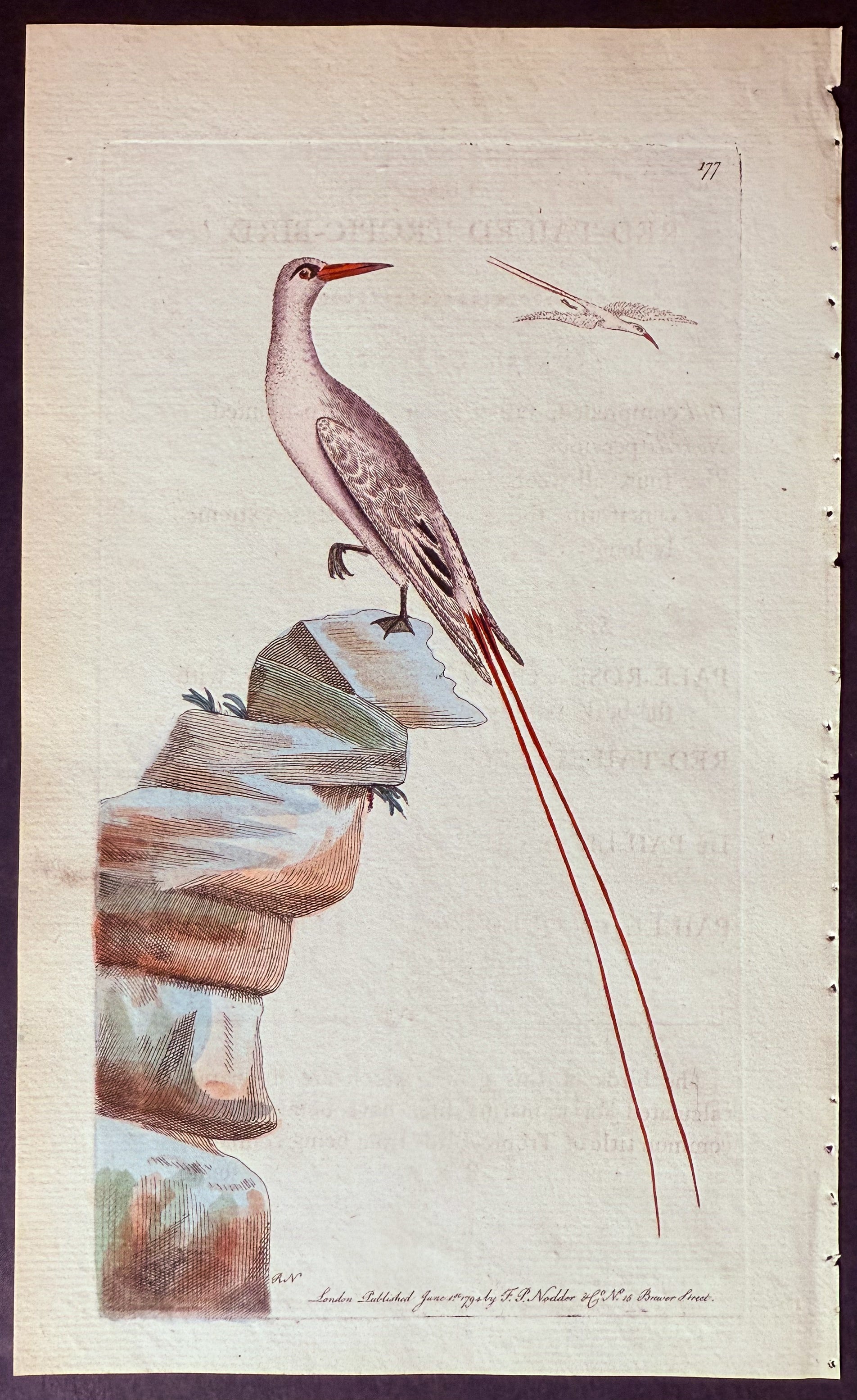 Red-tailed Tropic-Bird