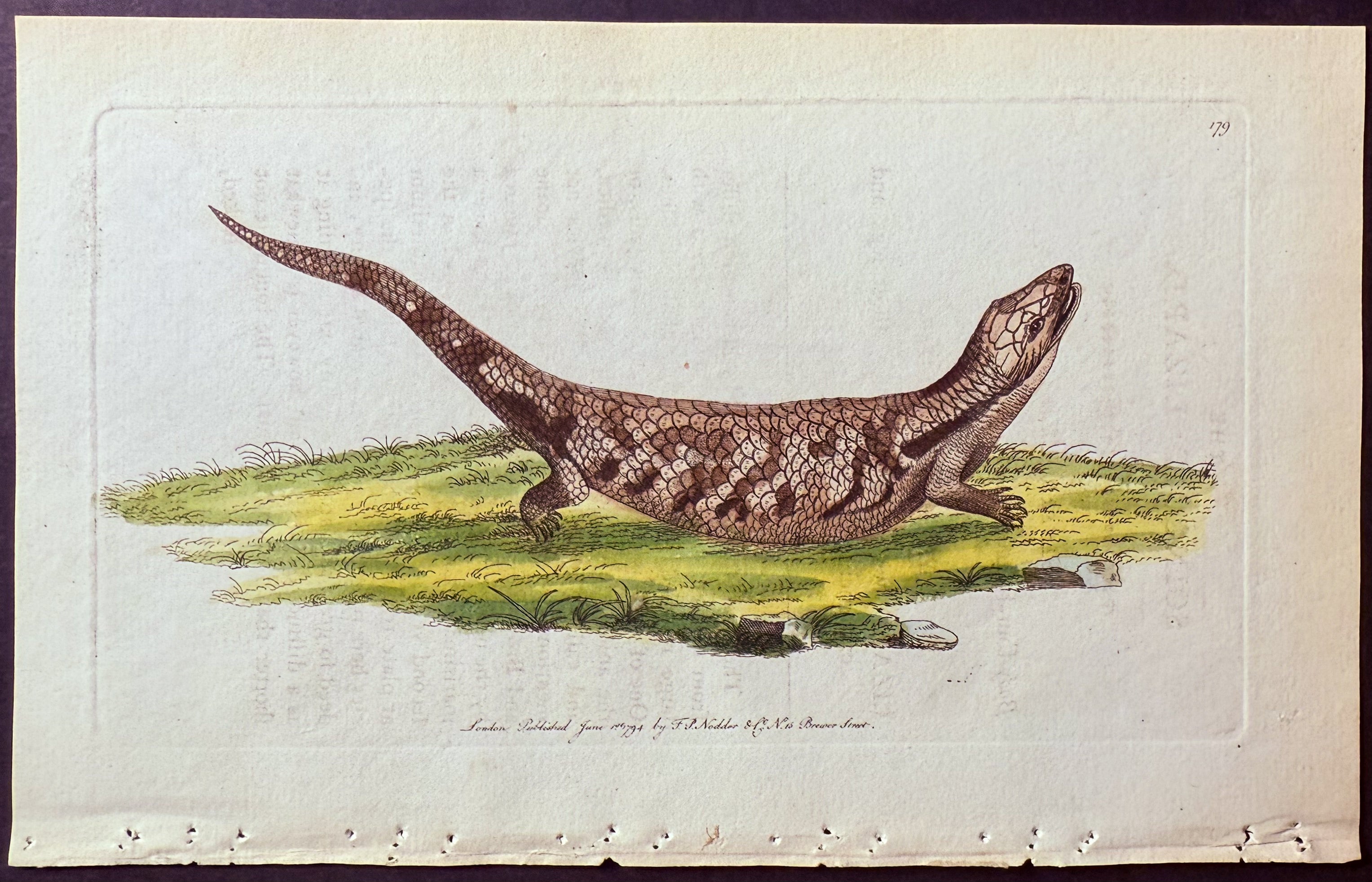 Scincoid Lizard