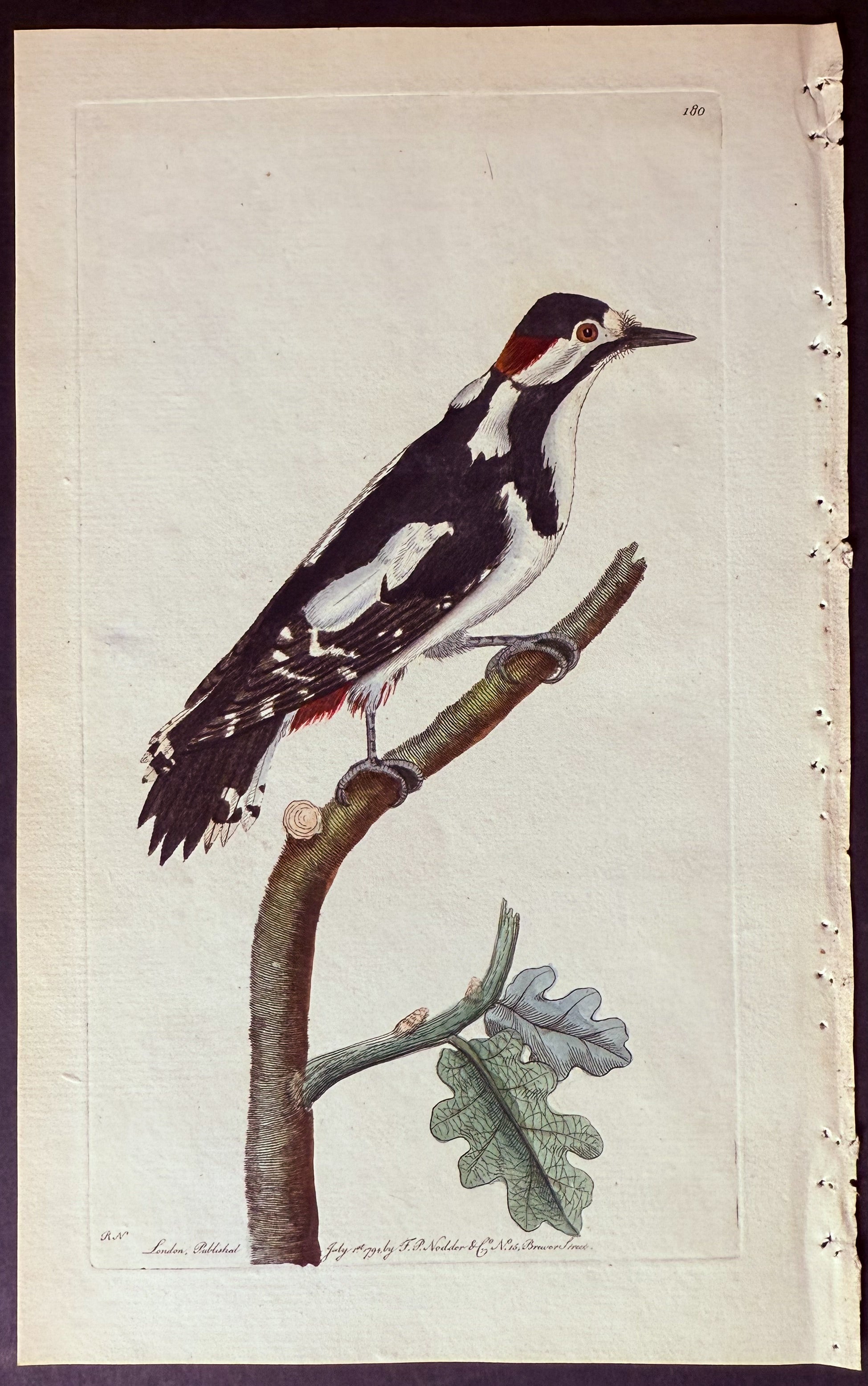 Greater Spotted Woodpecker