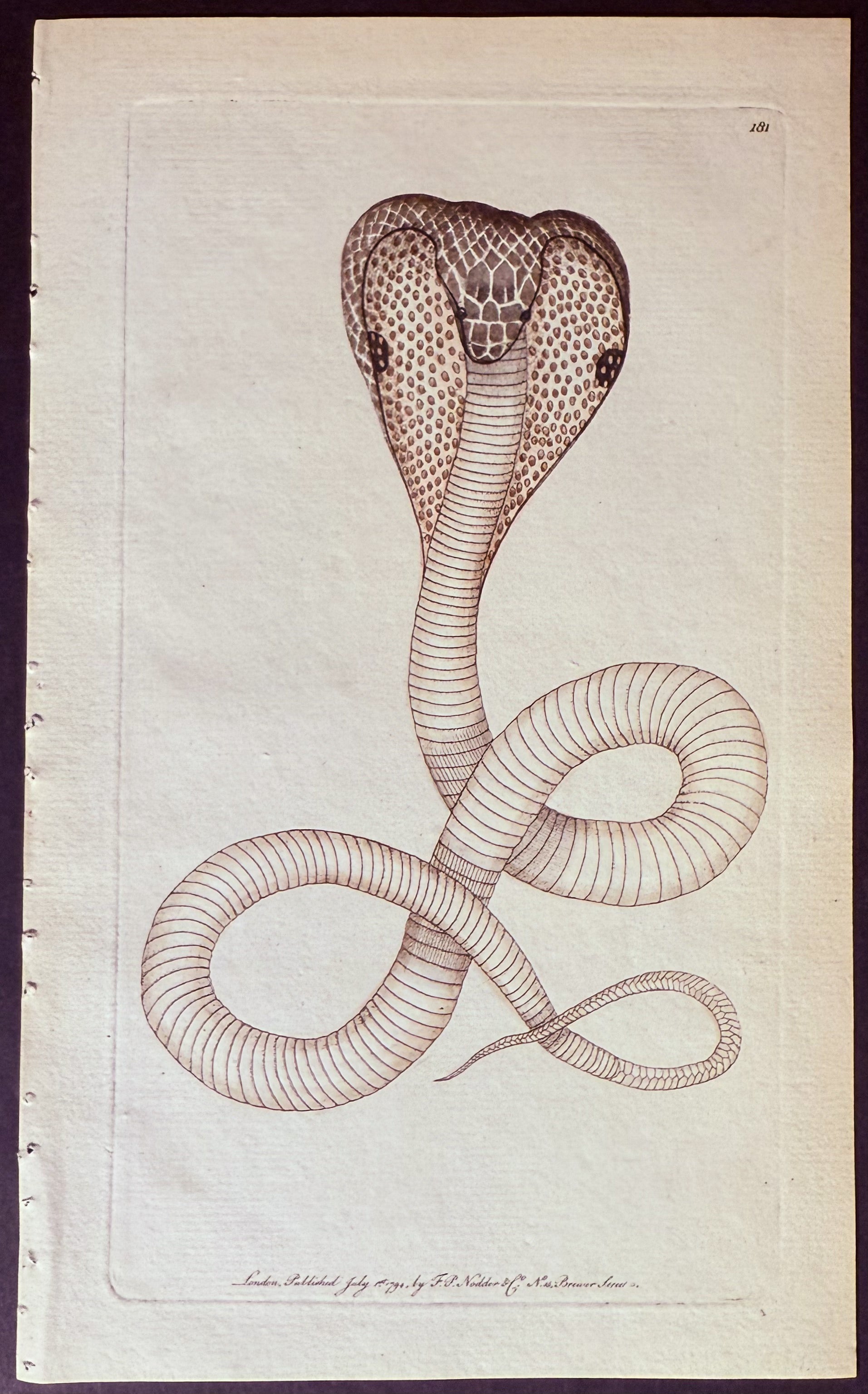 Cobra Snake