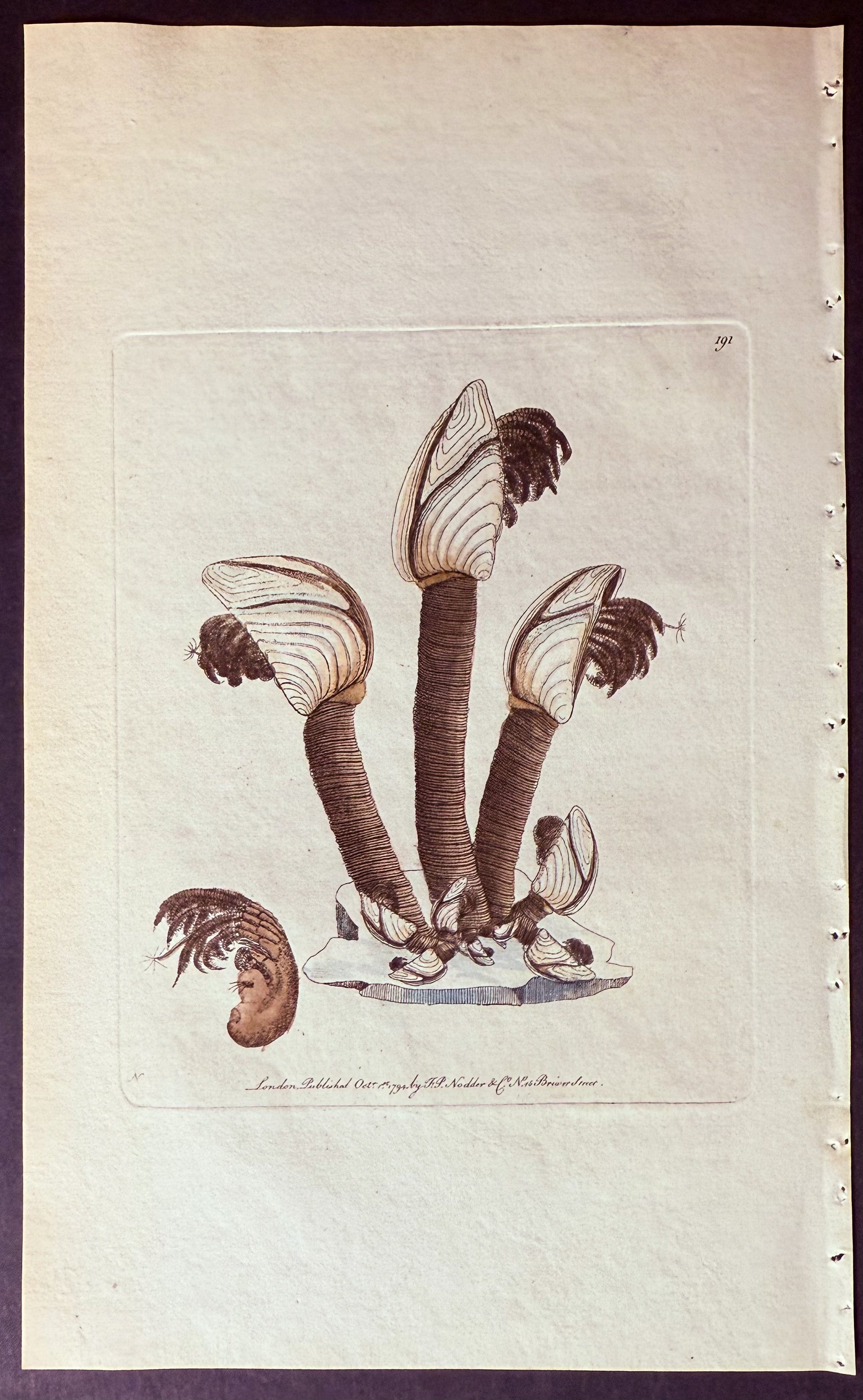 Duck Barnacle
