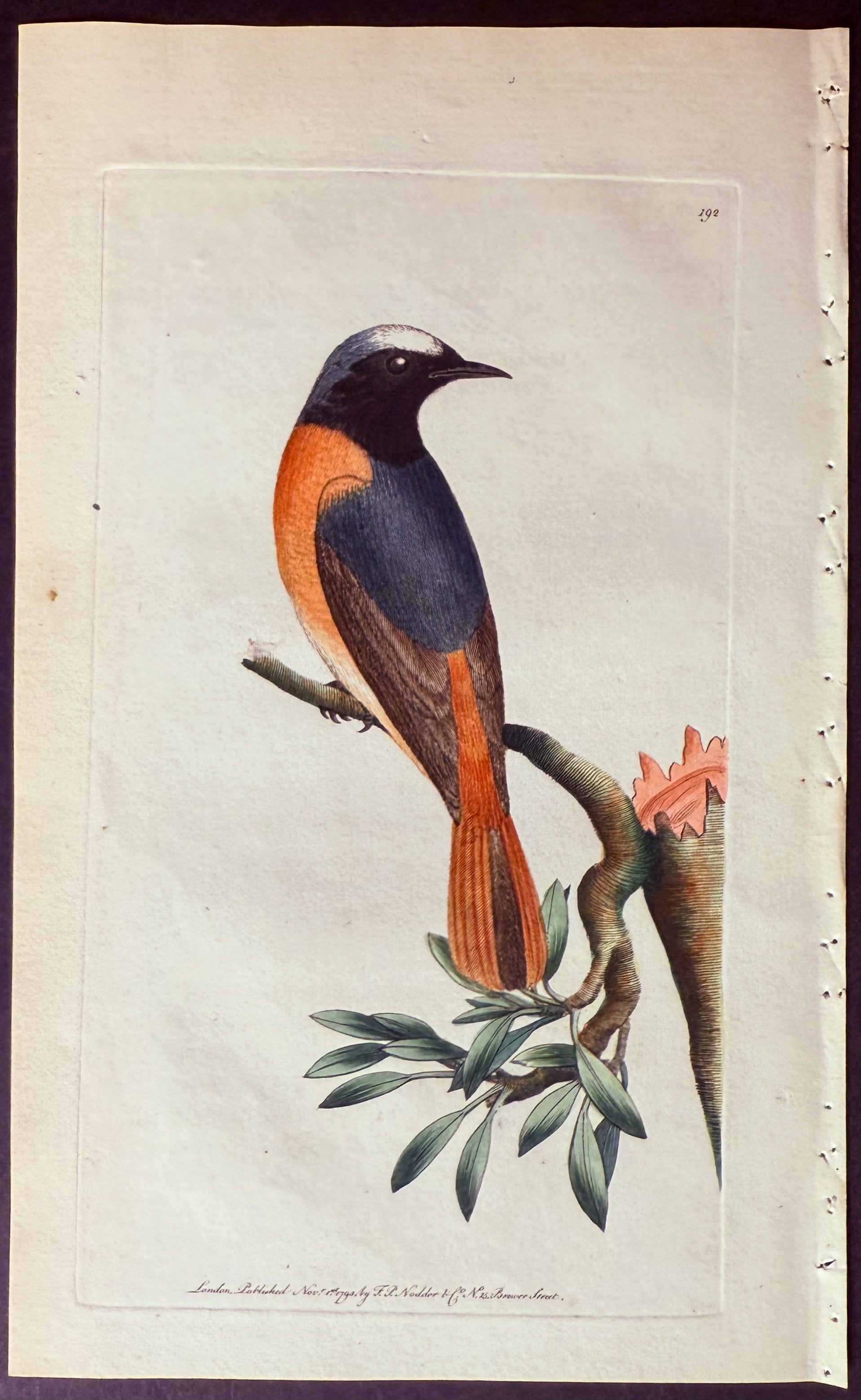 Redstart