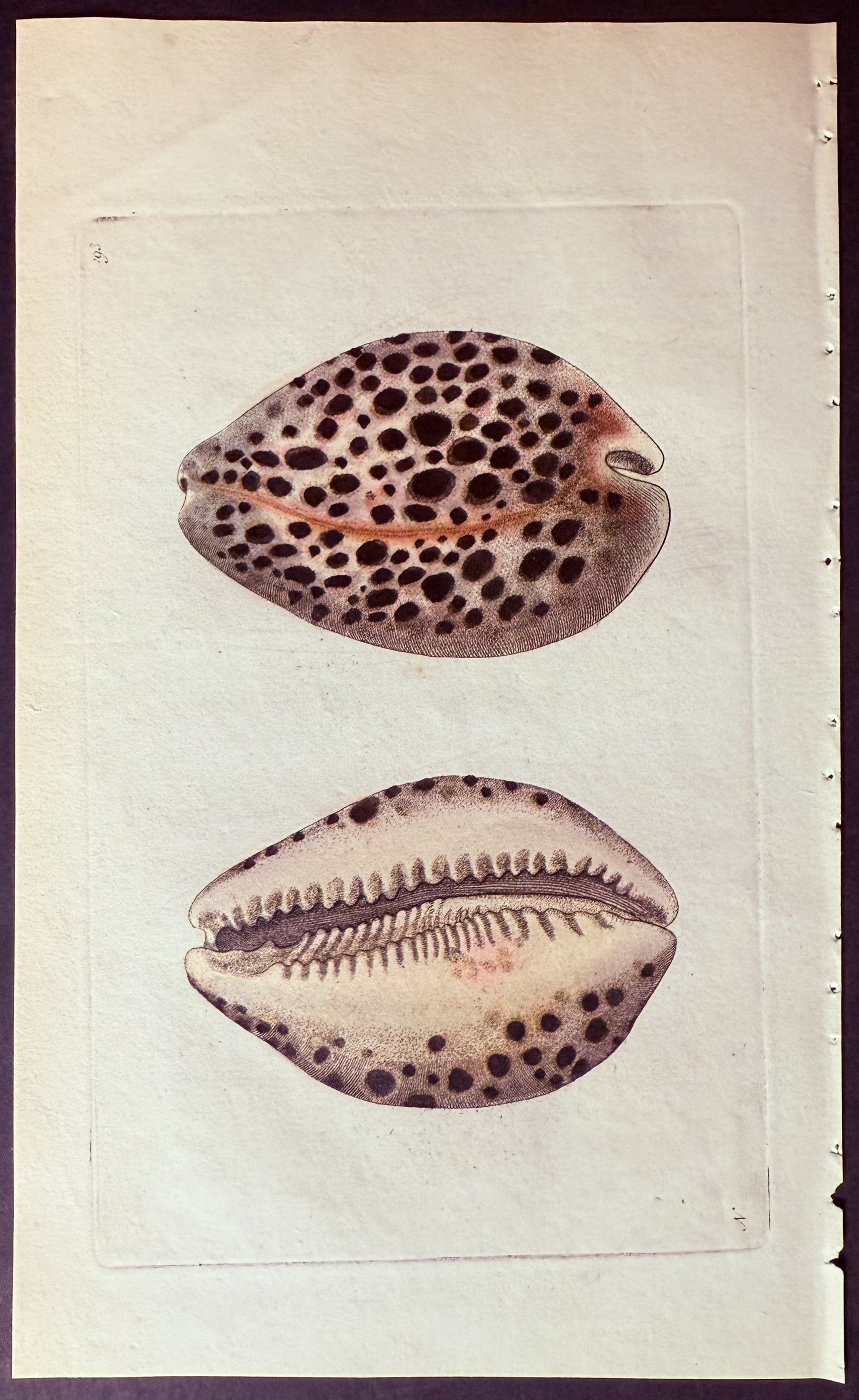 Leopard Cowry Shell