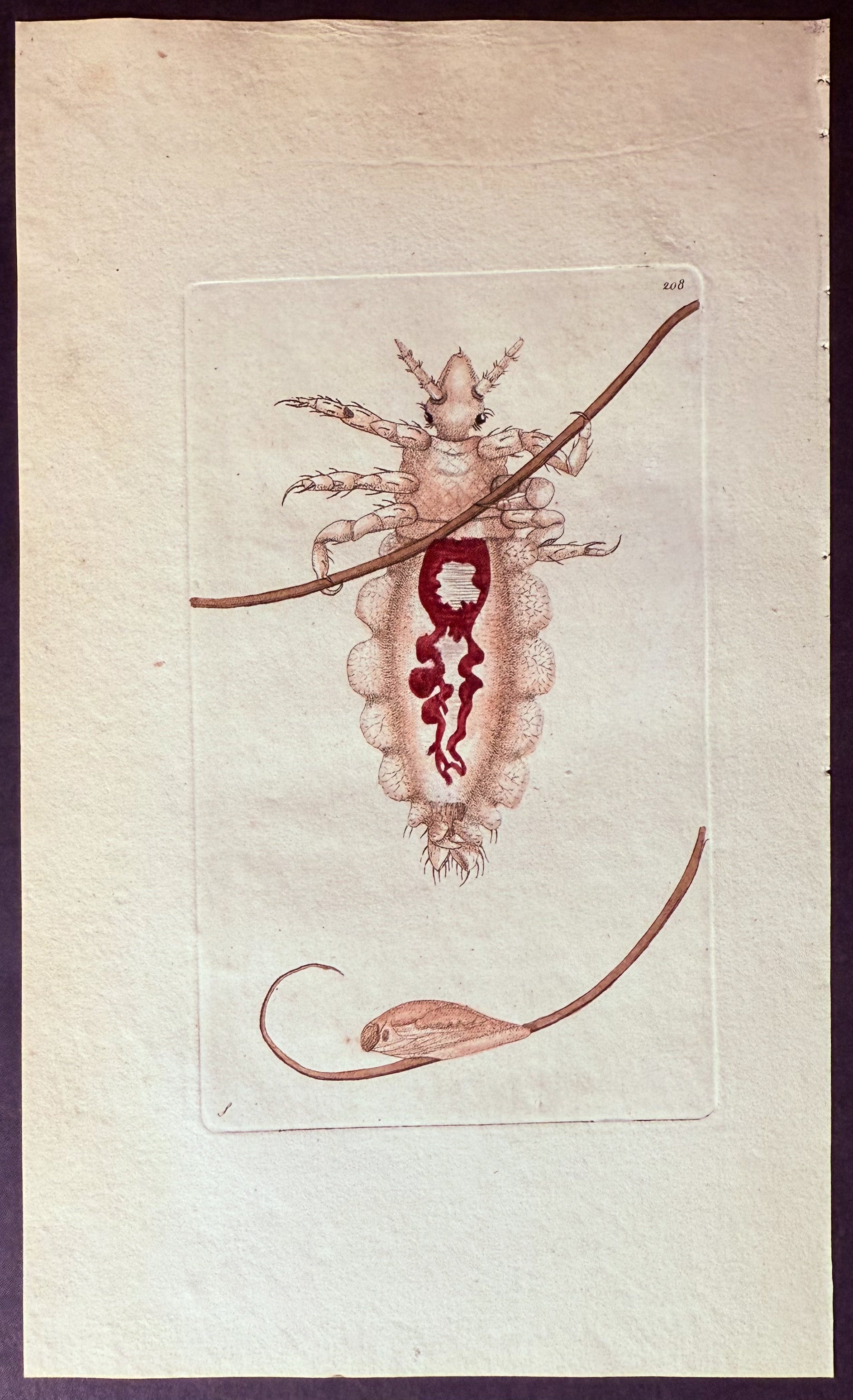 Louse (Lice)