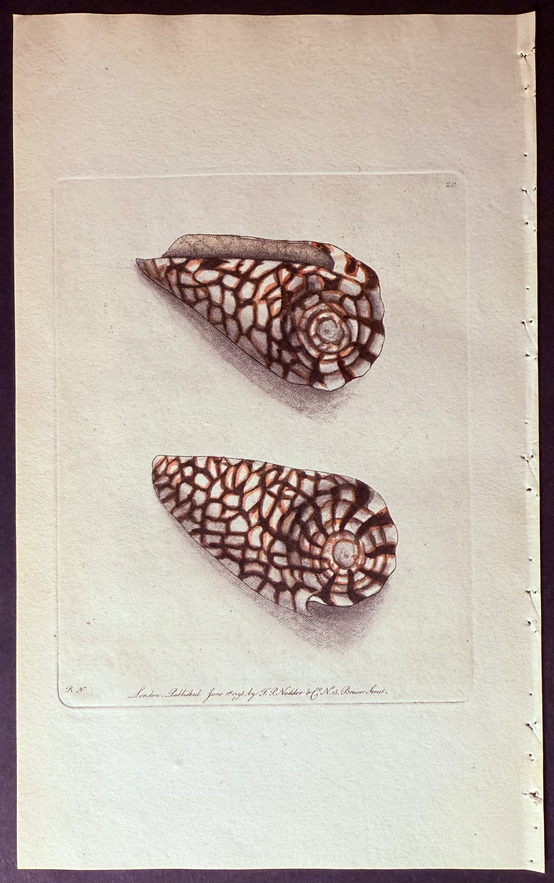 Marbled Cone Shell