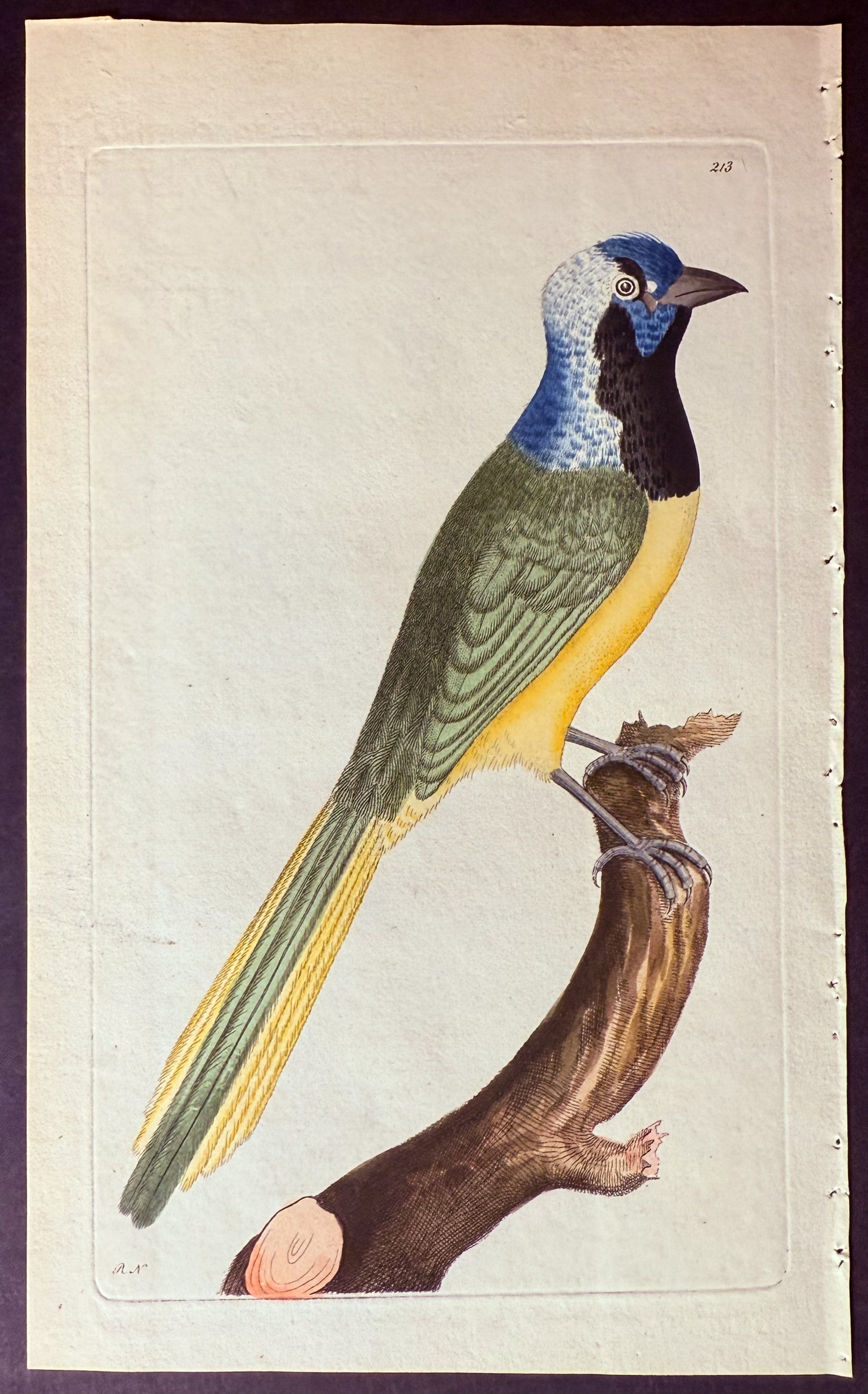 Peruvian Jay