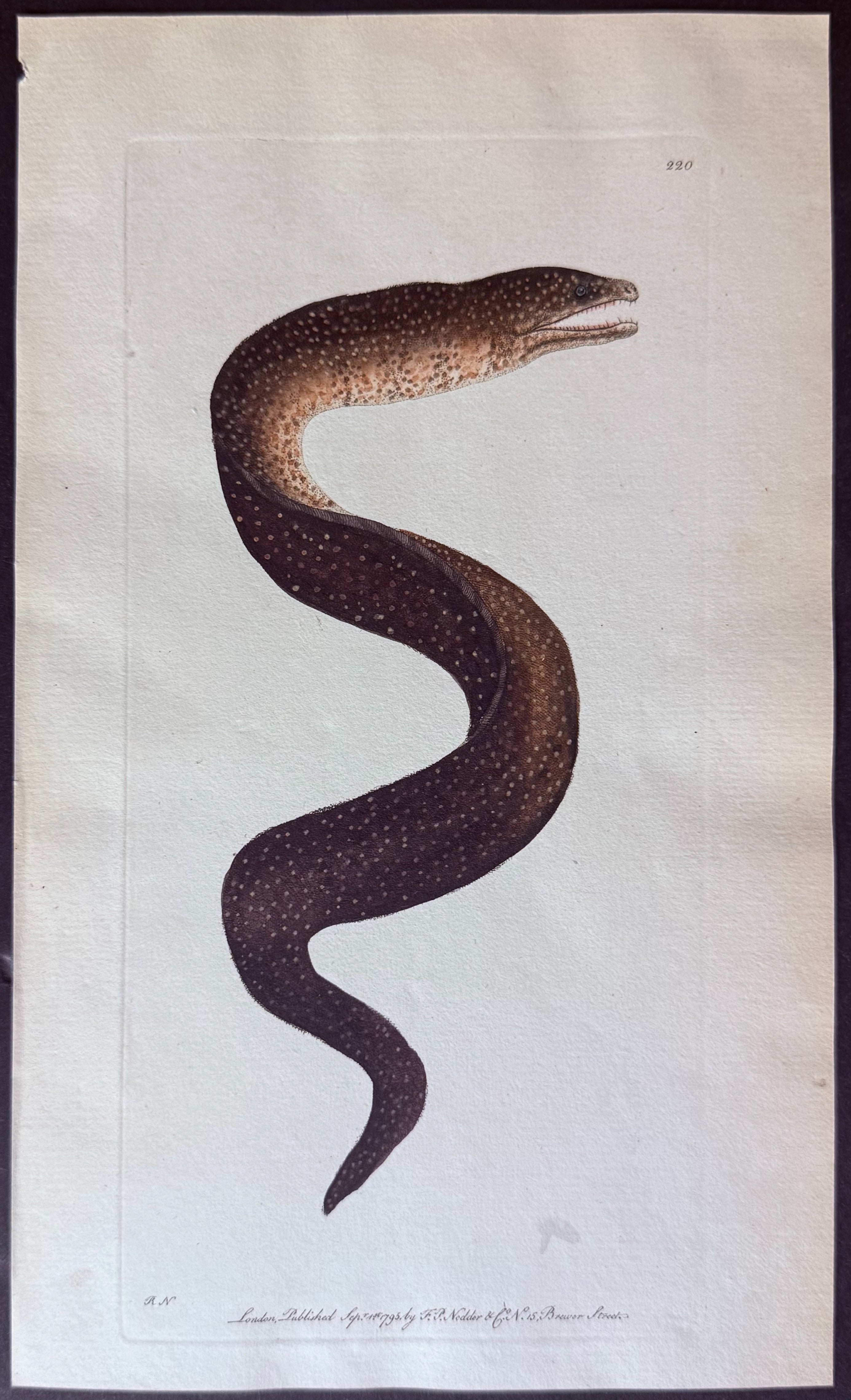 Speckled Eel