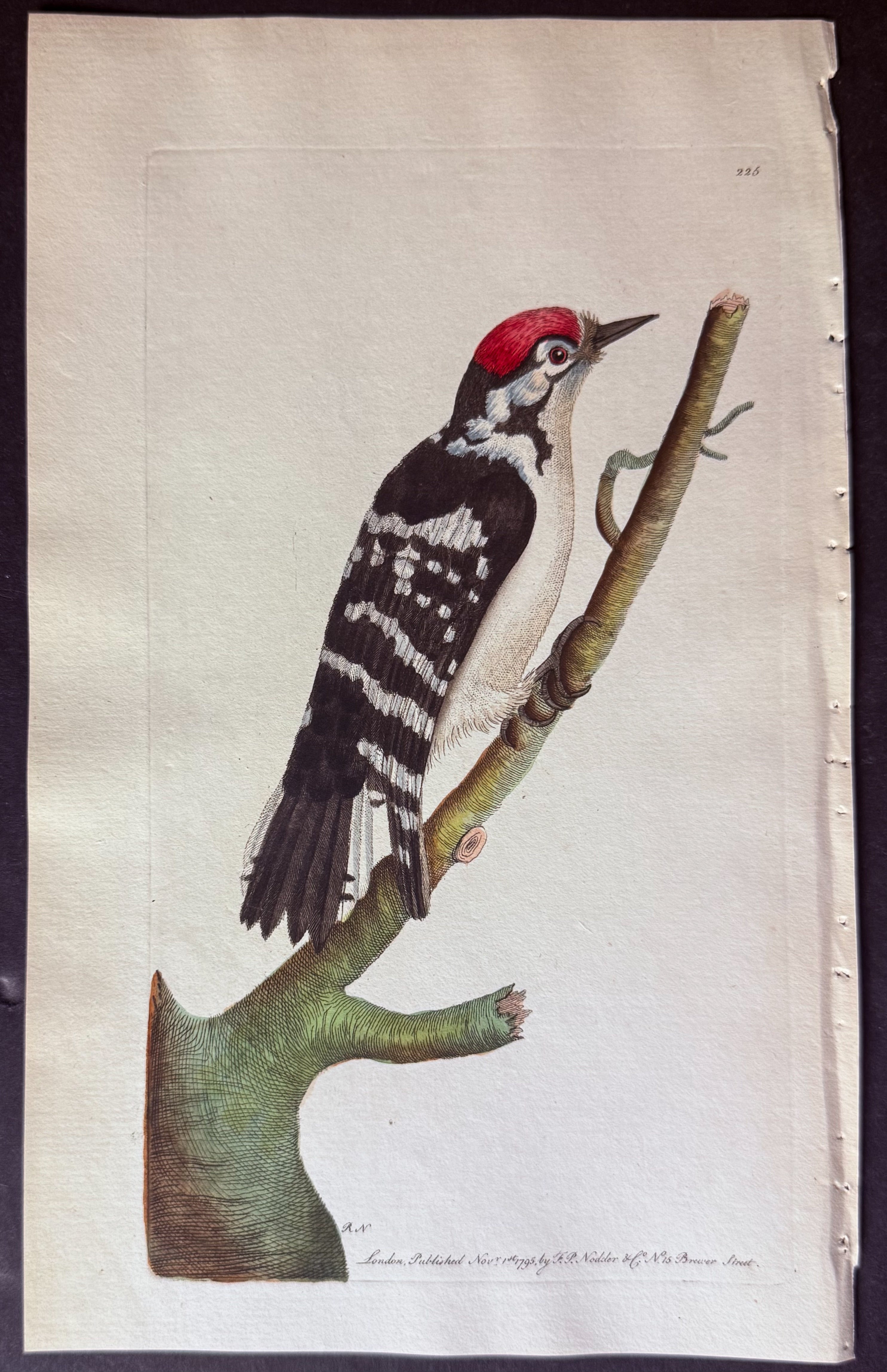 Lesser Spotted Woodpecker