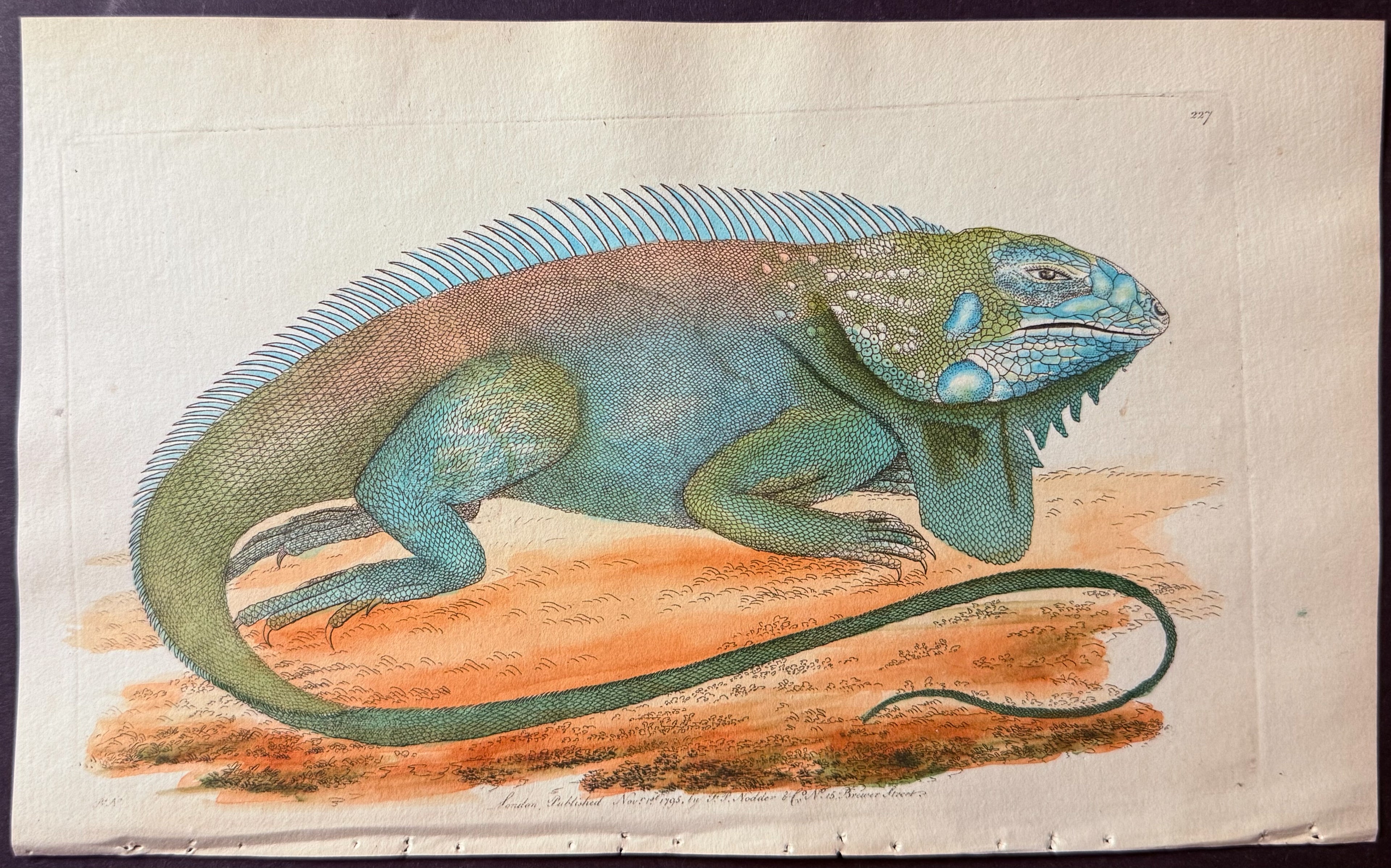 Iguana