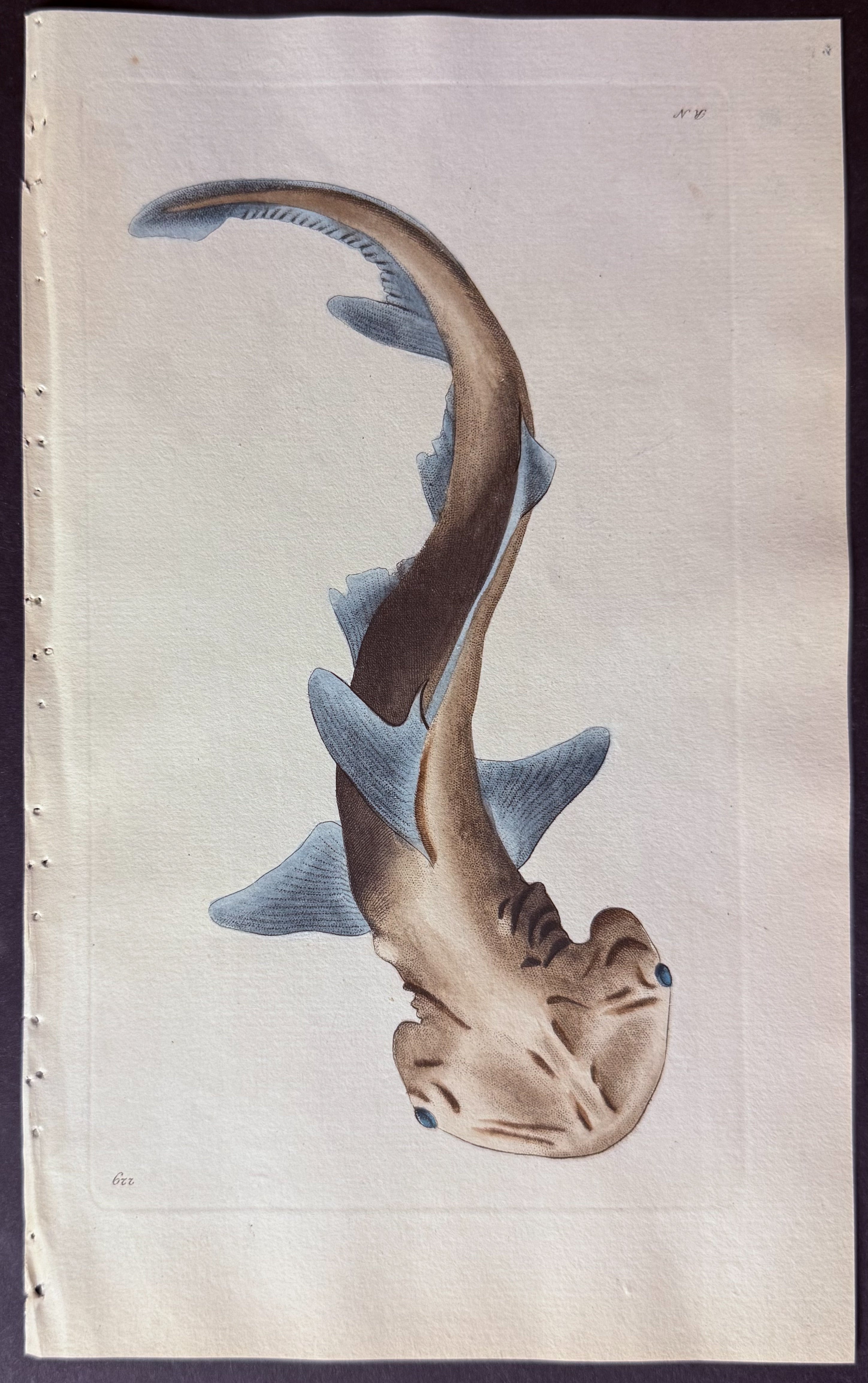 Hammerhead Shark or Round-headed Zygaena