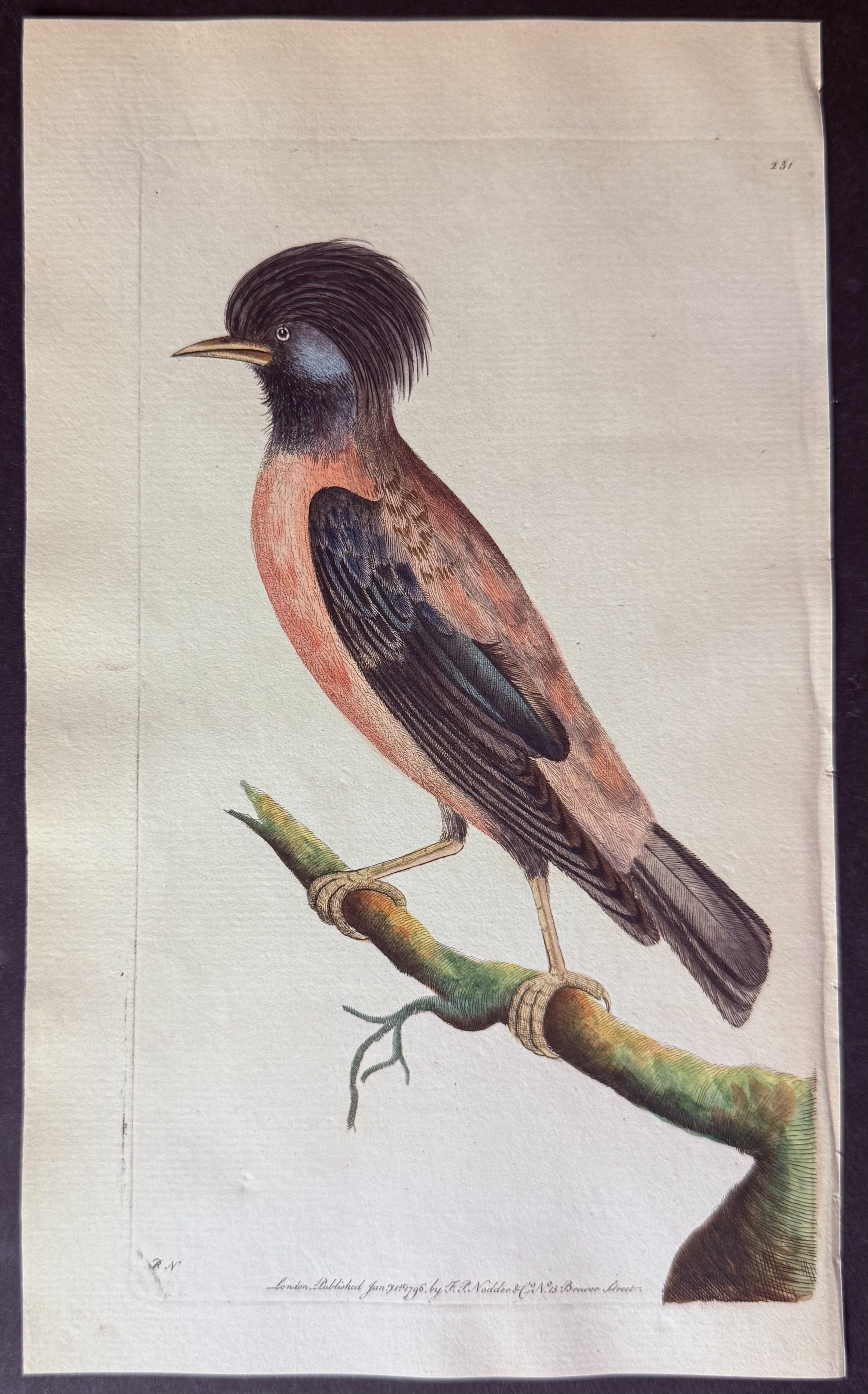Rose-coloured Ouzel