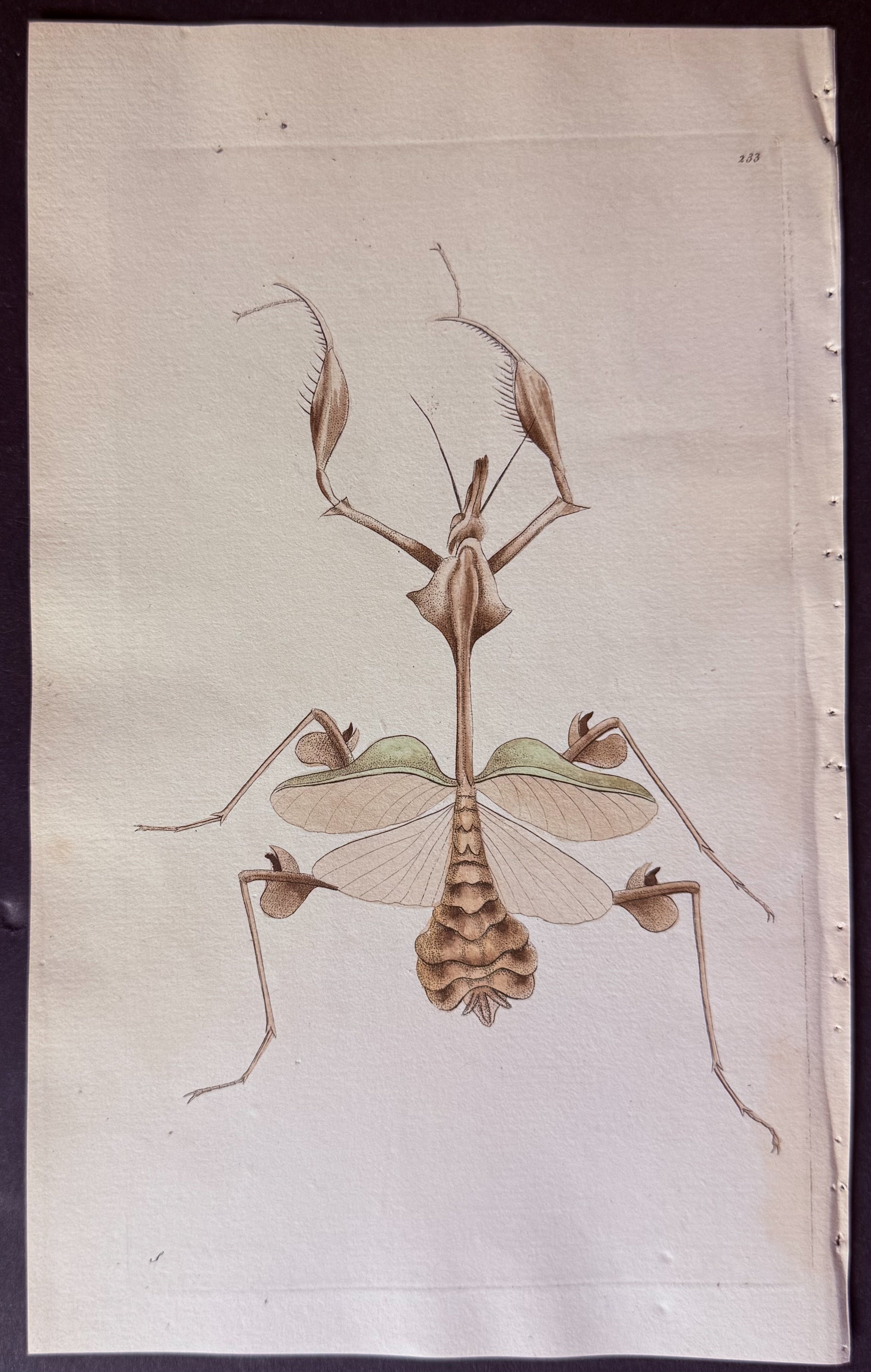 Long-breasted Mantis