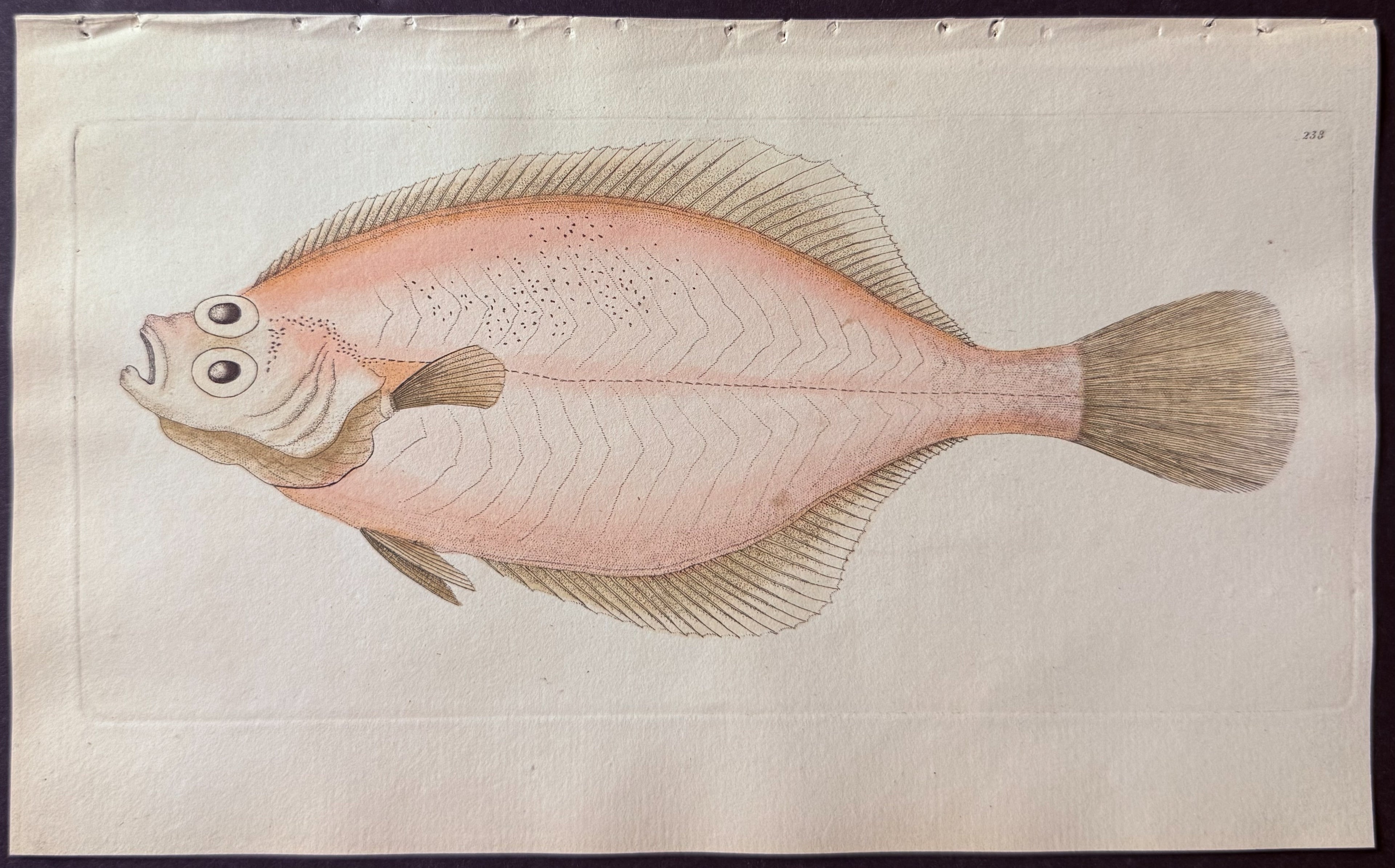 Rose-coloured Flounder