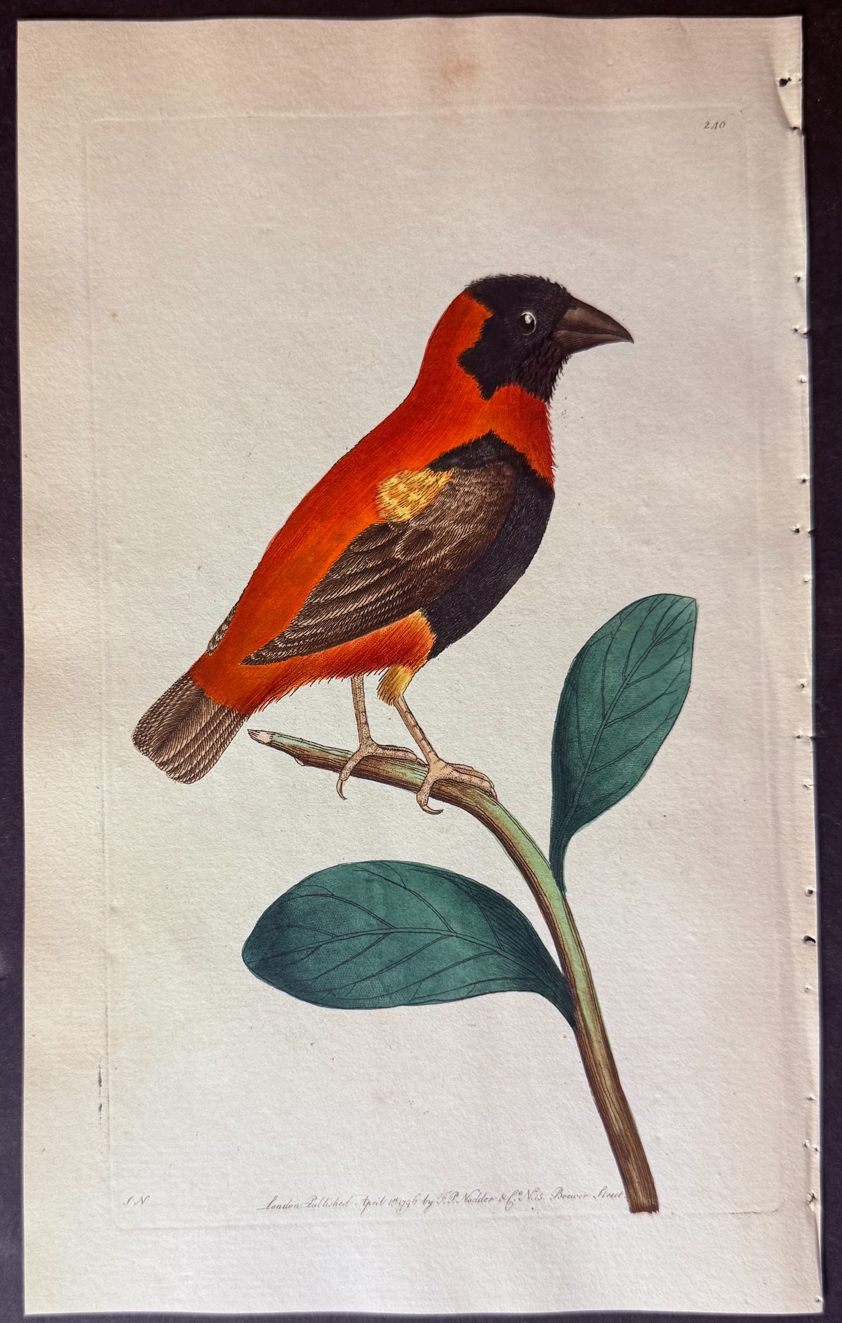 Grenadier Grosbeak