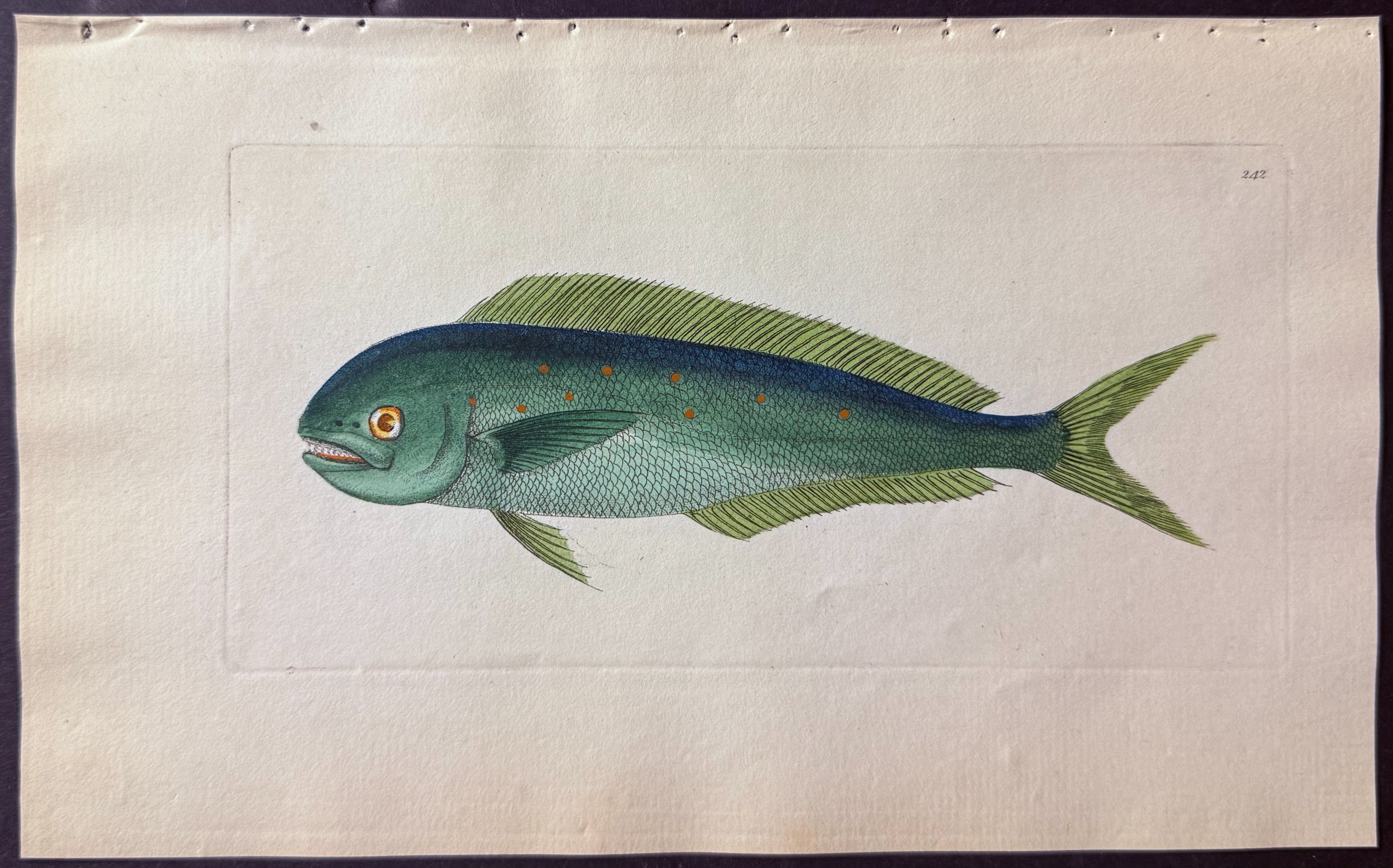 Common Coryphaena