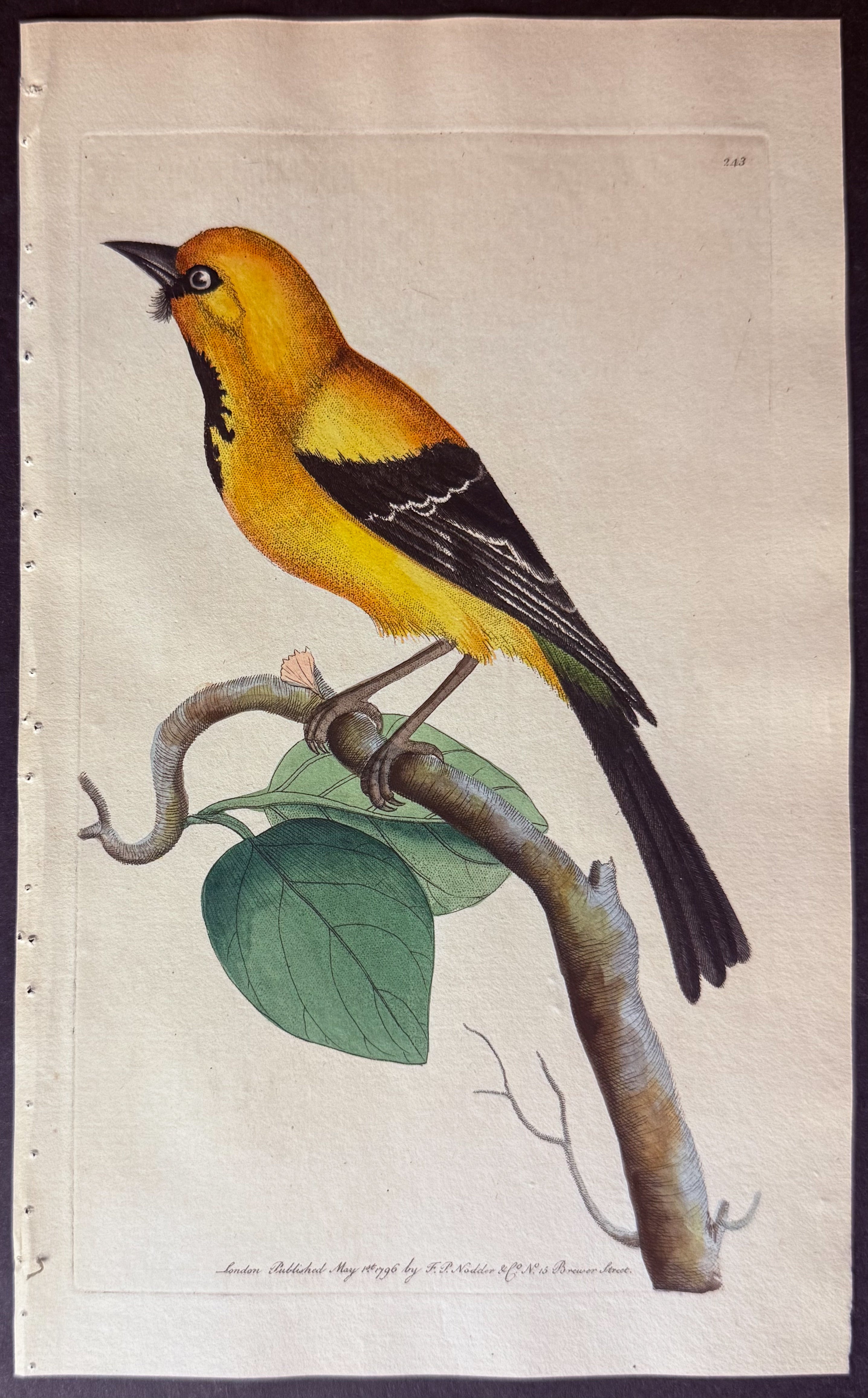 Lesser Banana-Bird