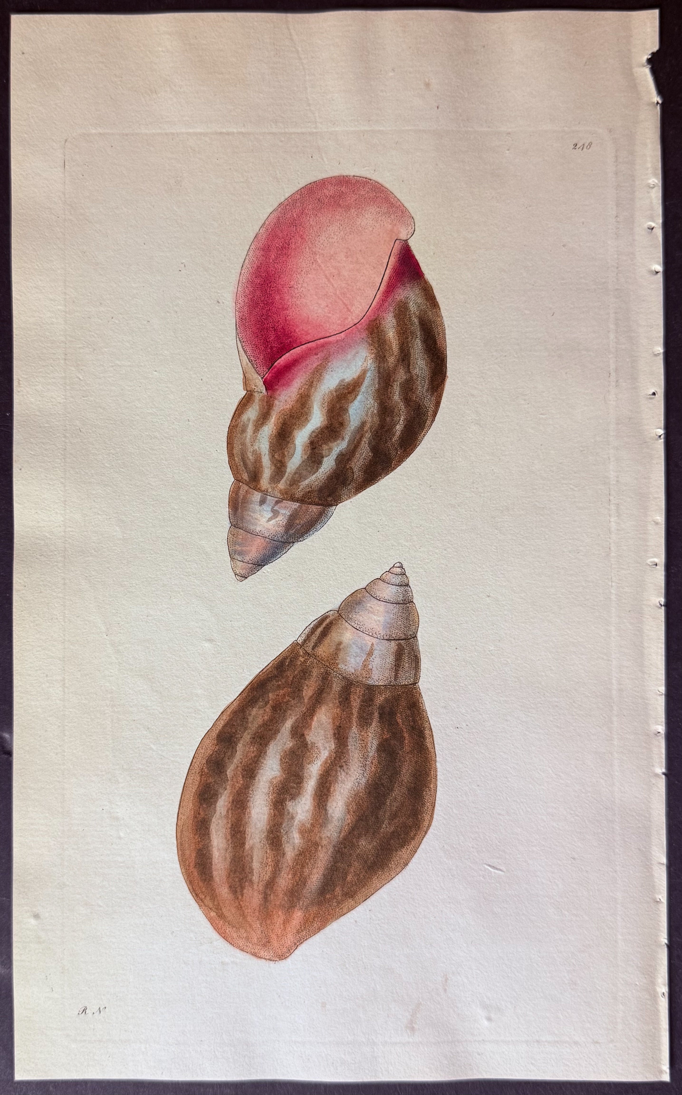 Agate Bulla Shell