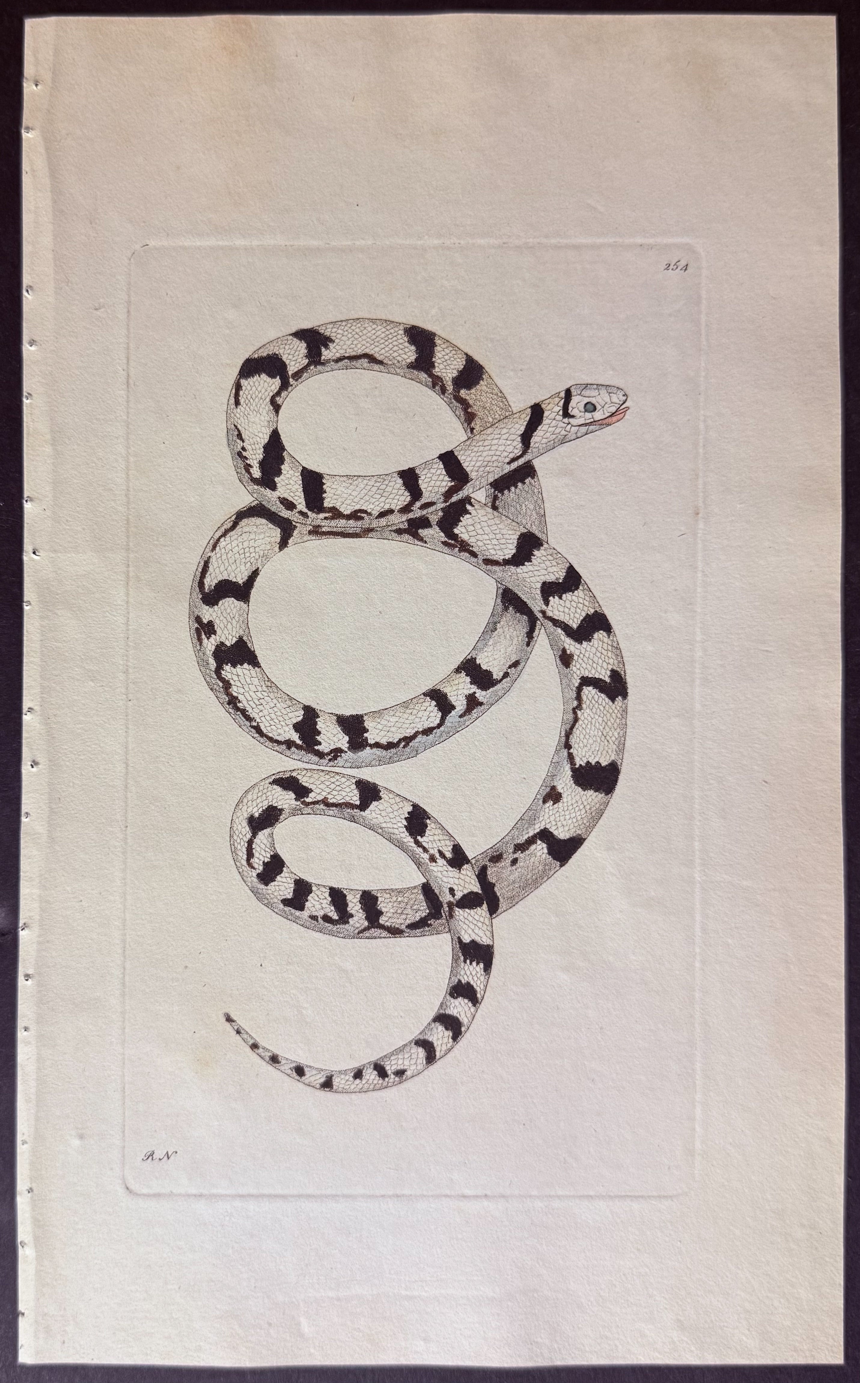 Magpie Snake