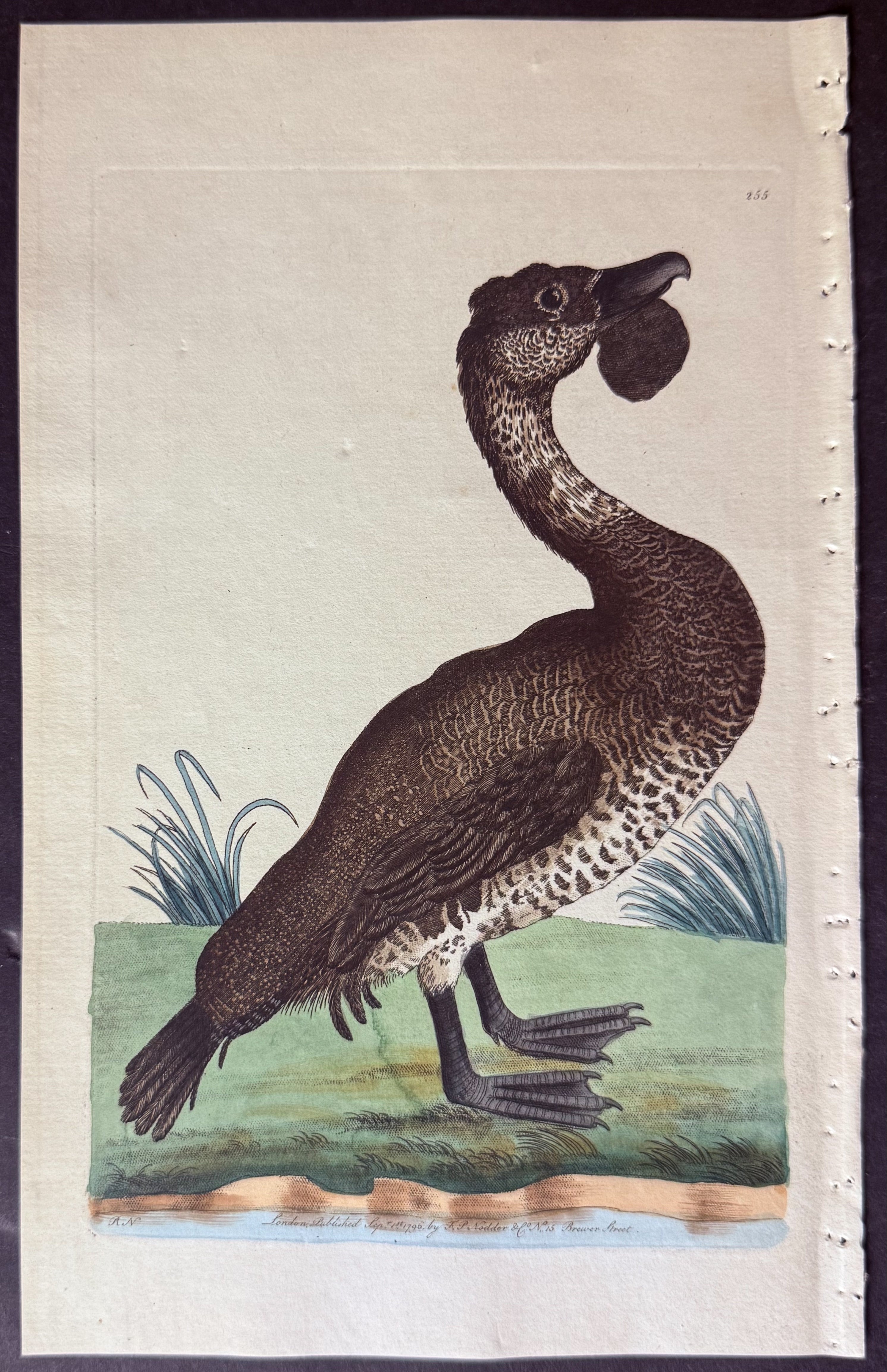 Lobated Duck