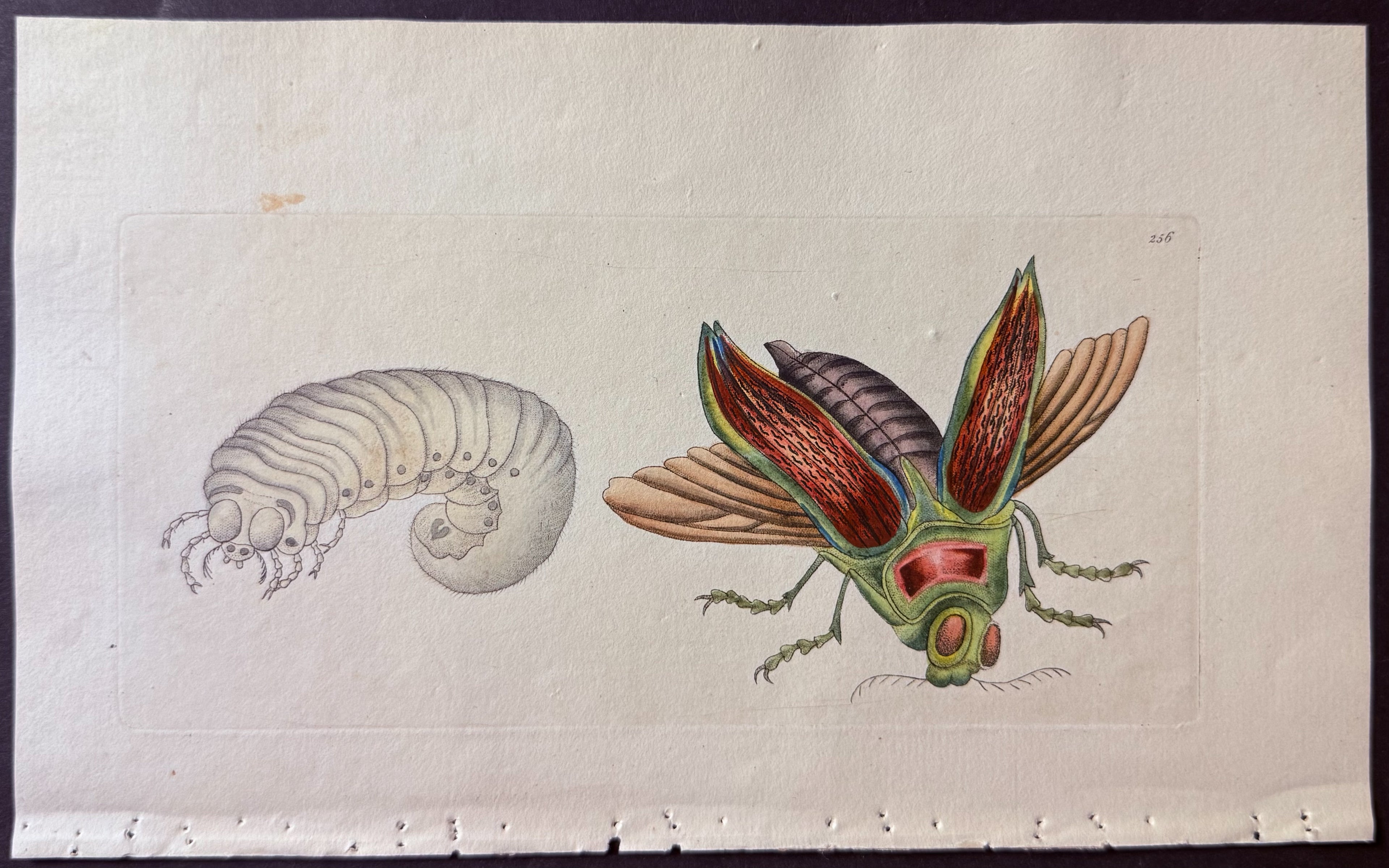 Great Buprestis