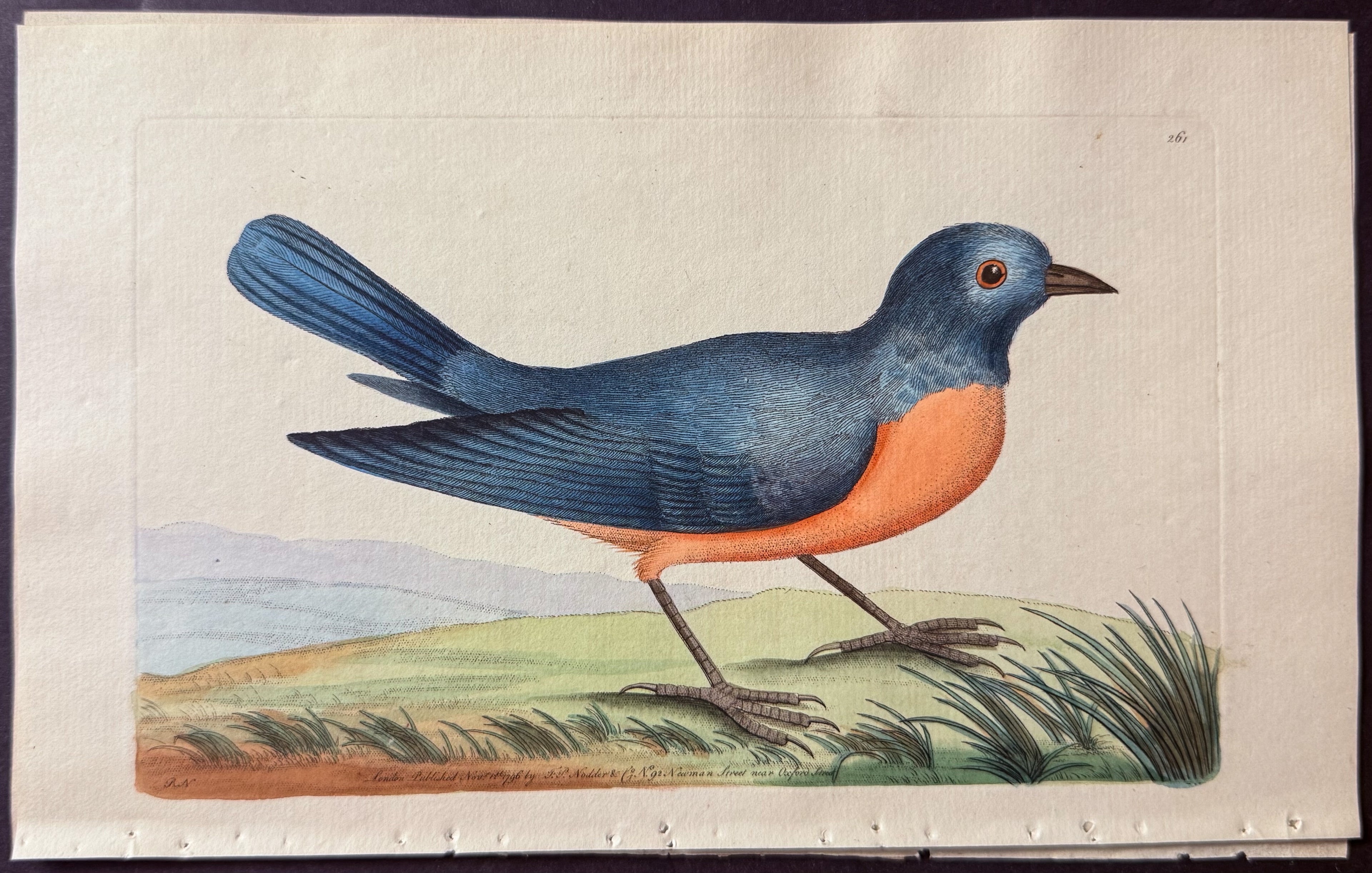 Blue Redbreast