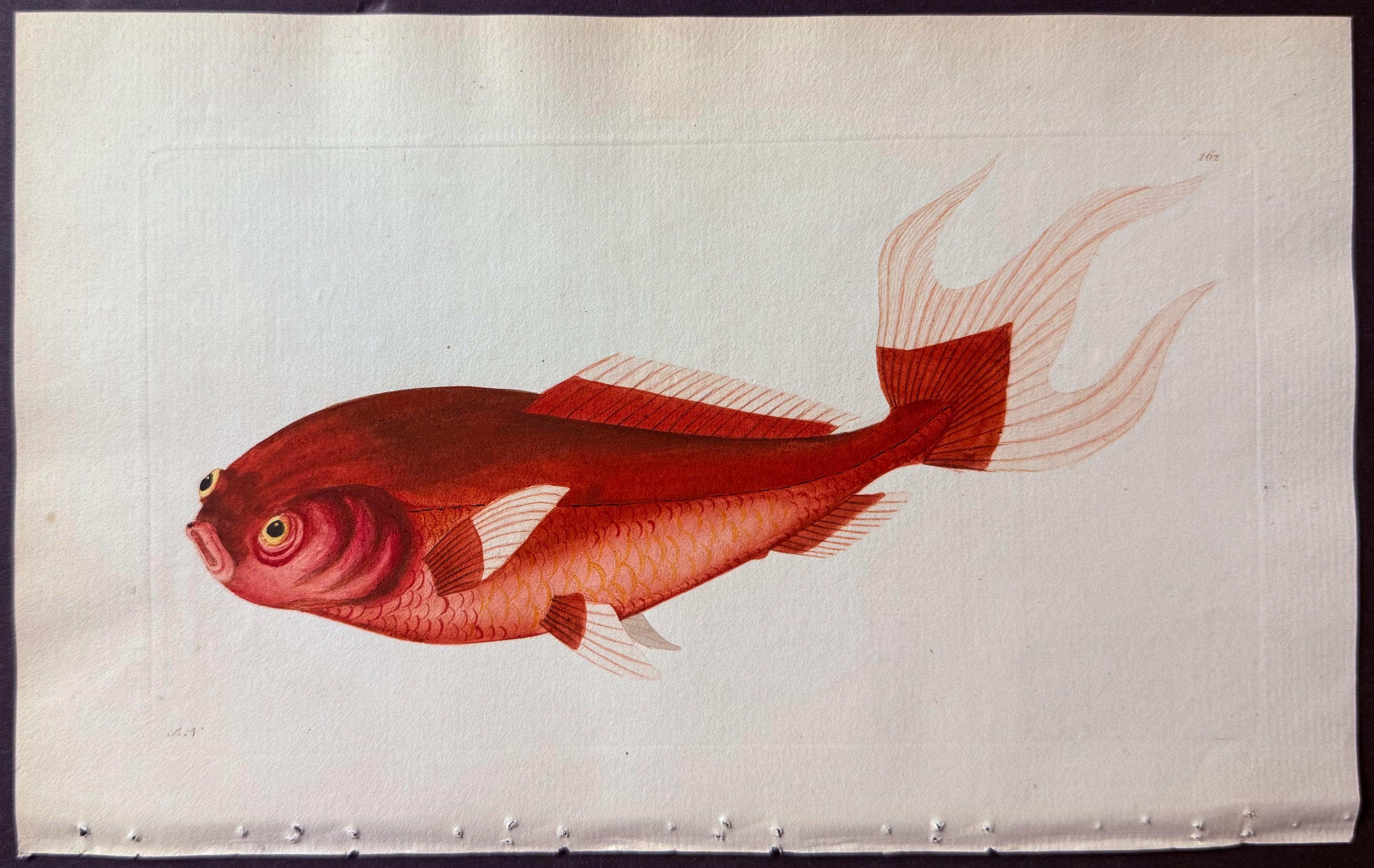 Telescope Carp
