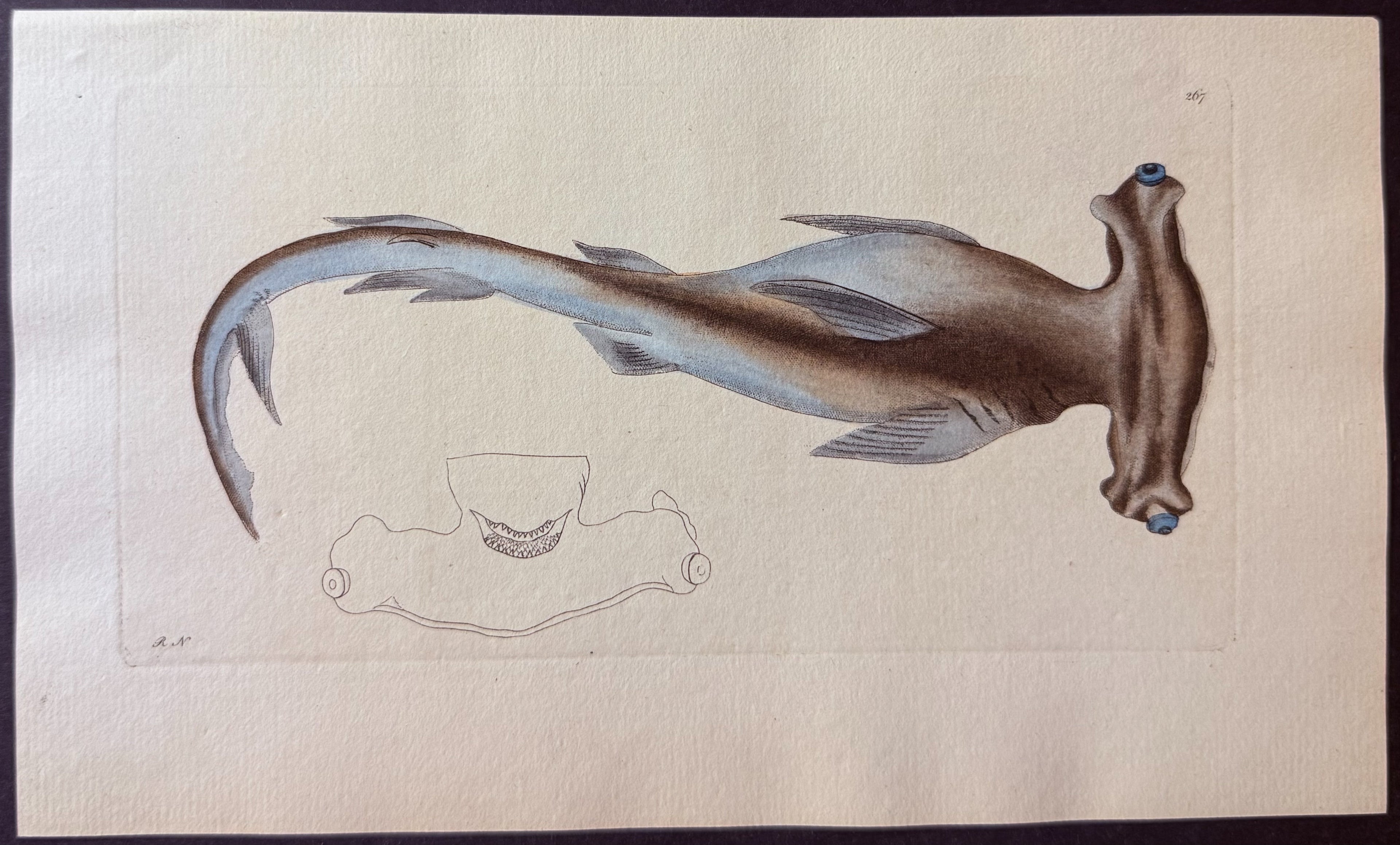 Hammerhead Shark