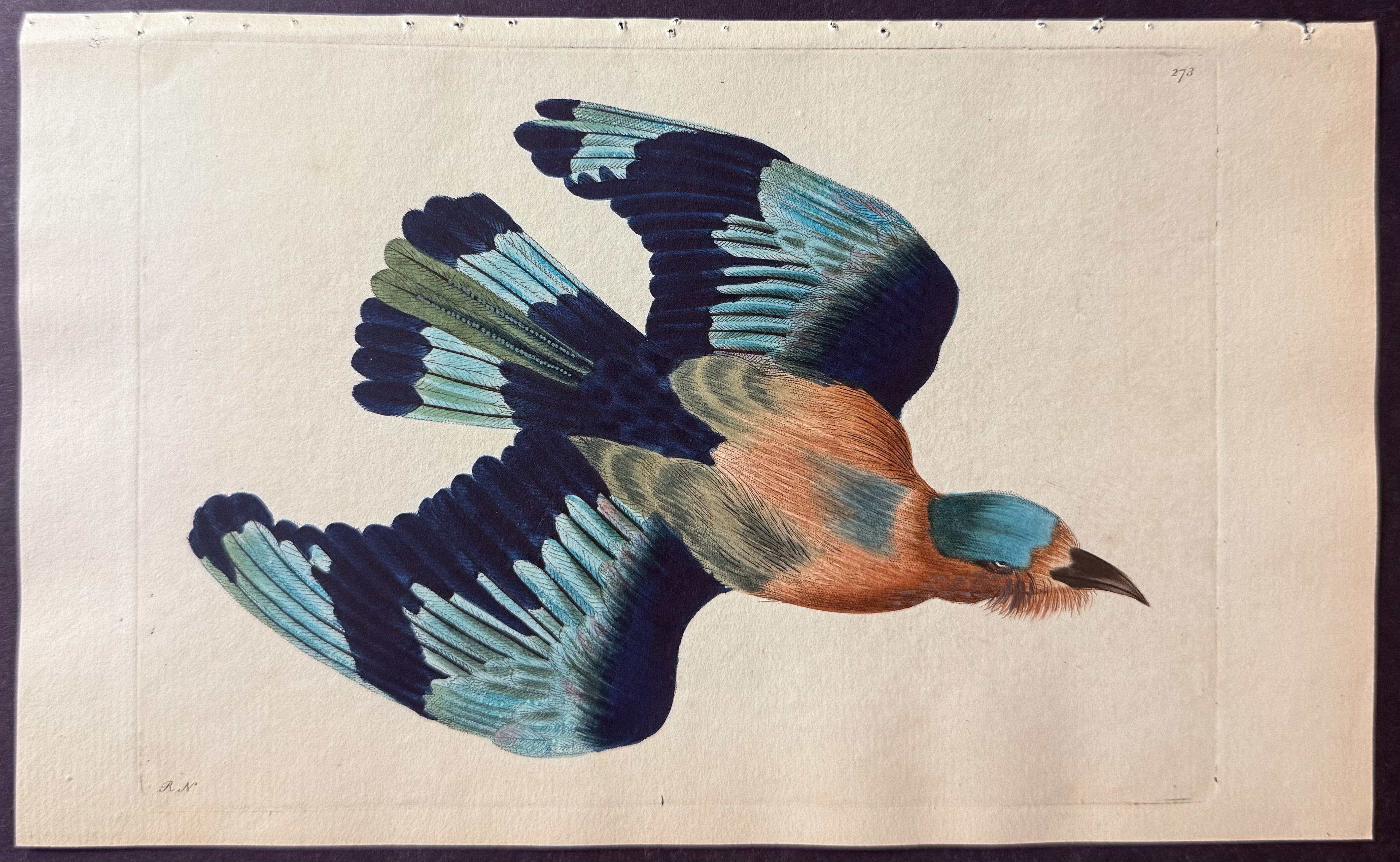 Indian Roller