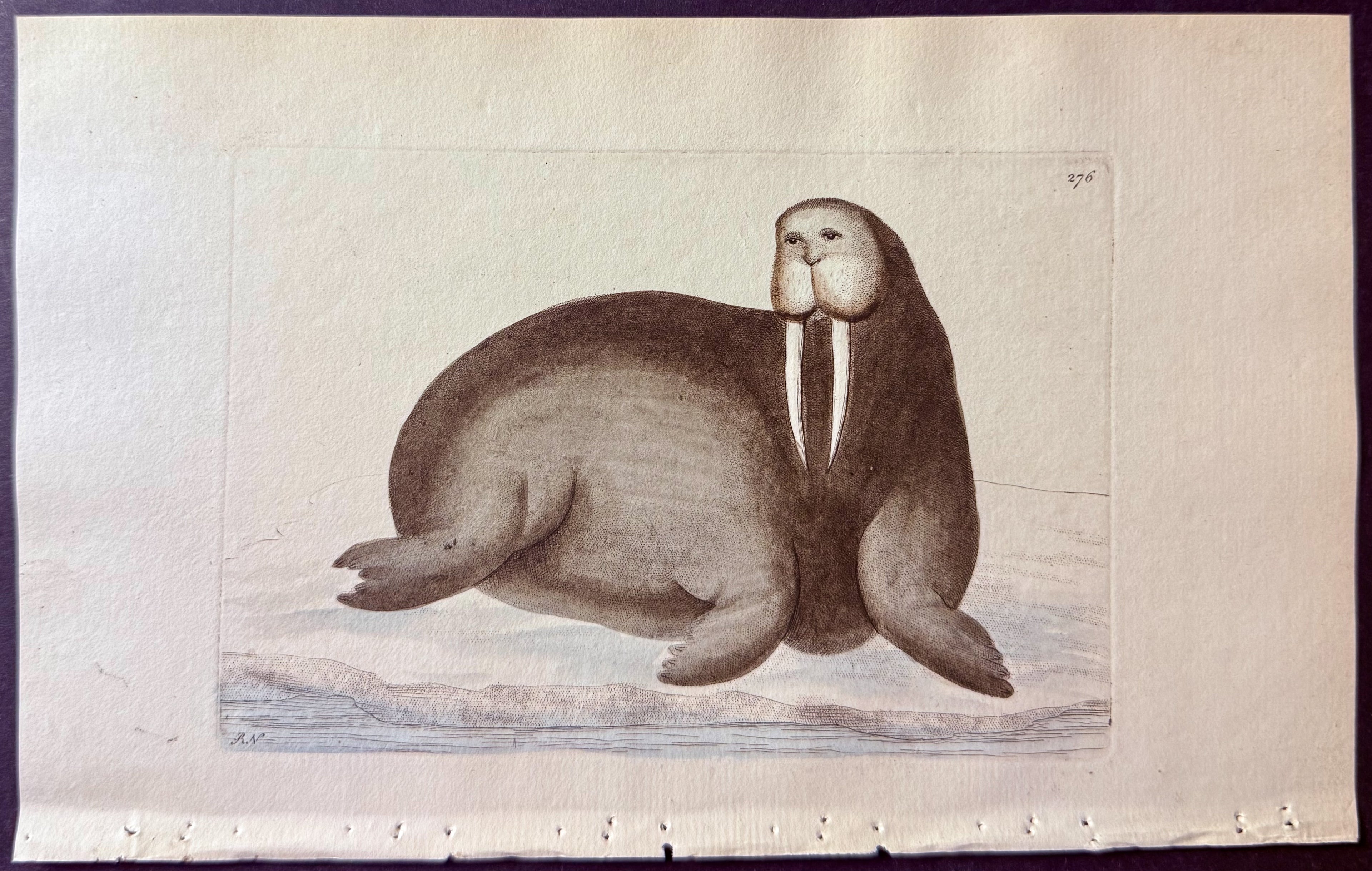 Arctic Walrus