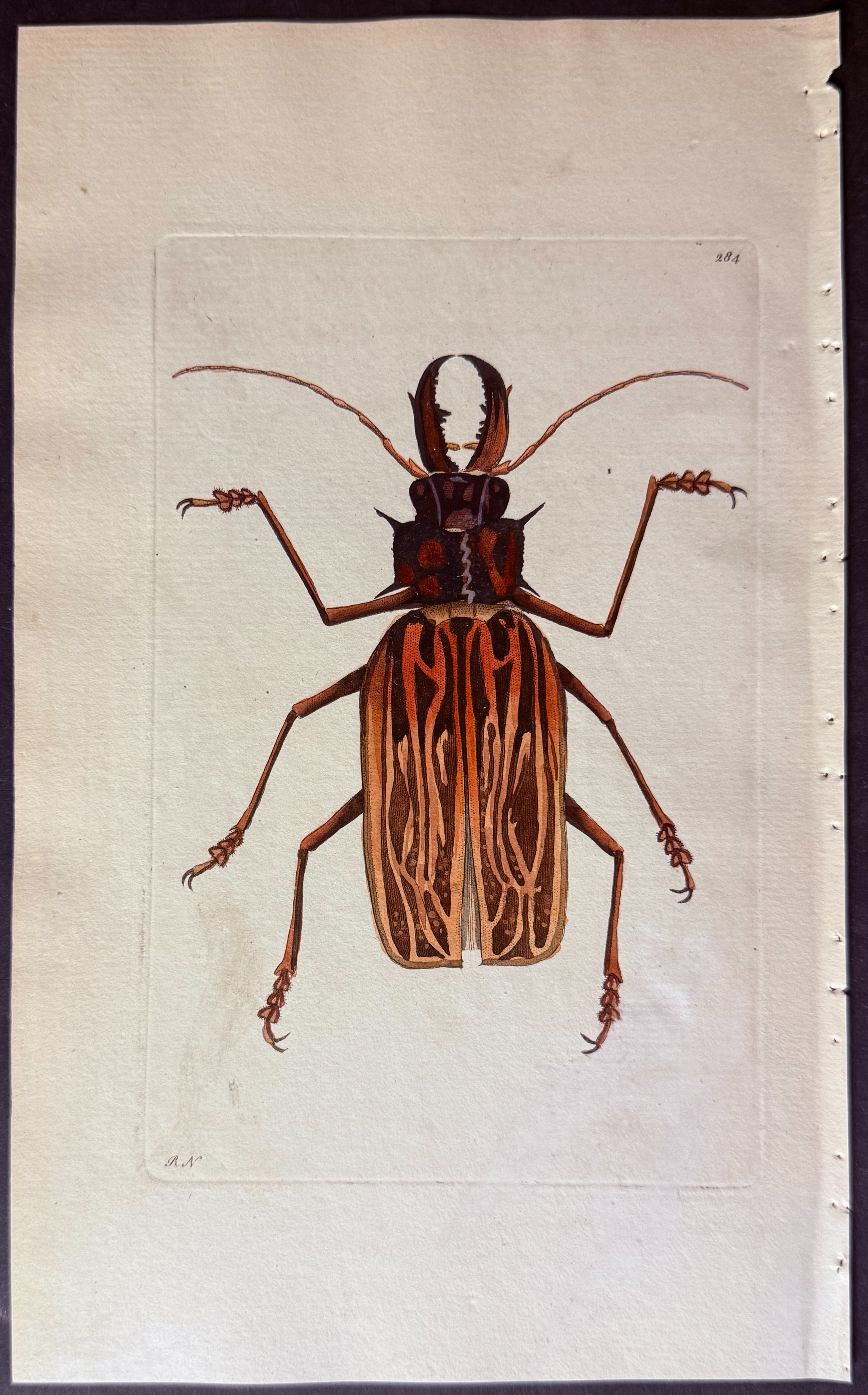 Stag-horned Cerambyx