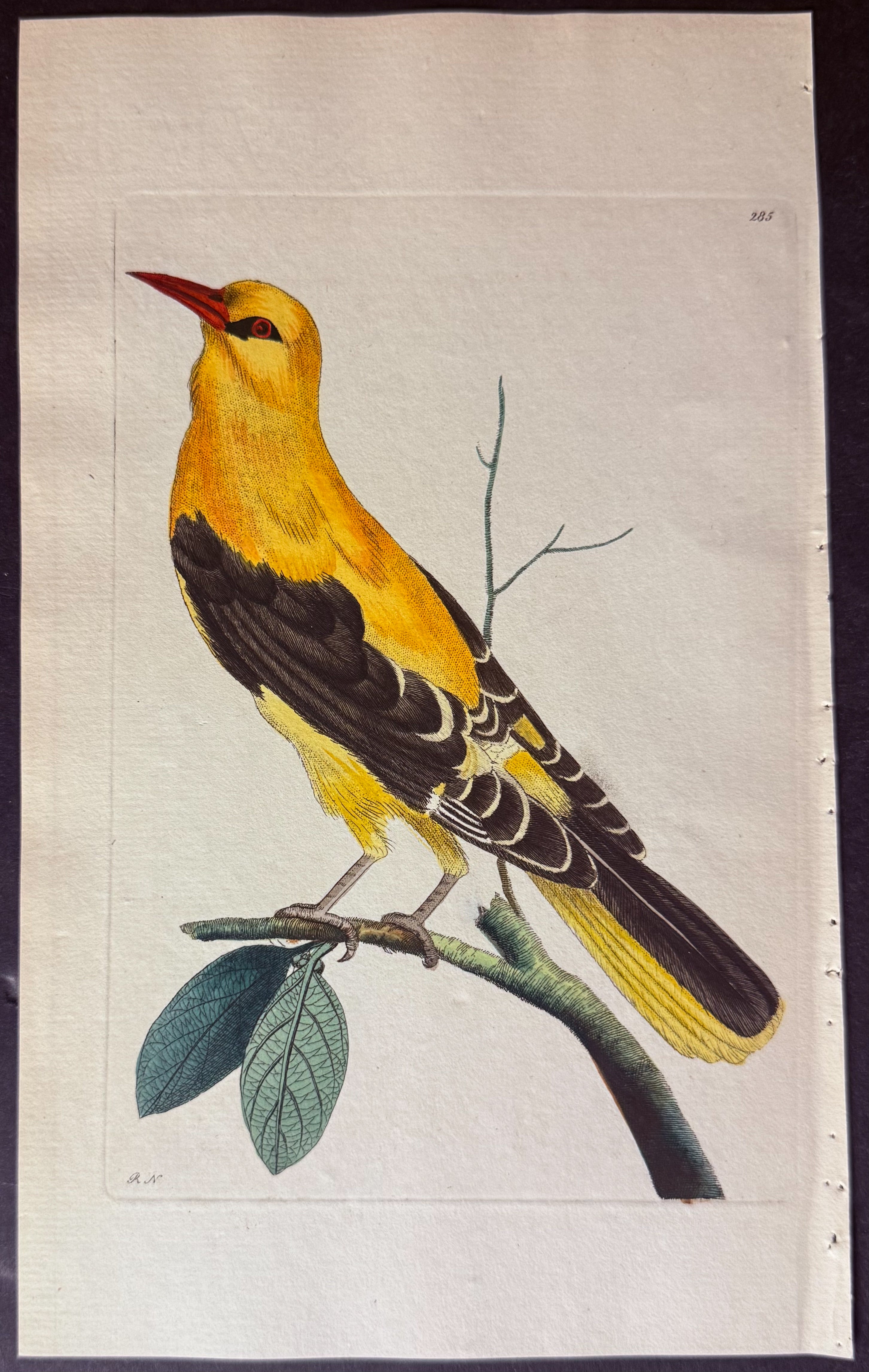 Golden Oriole