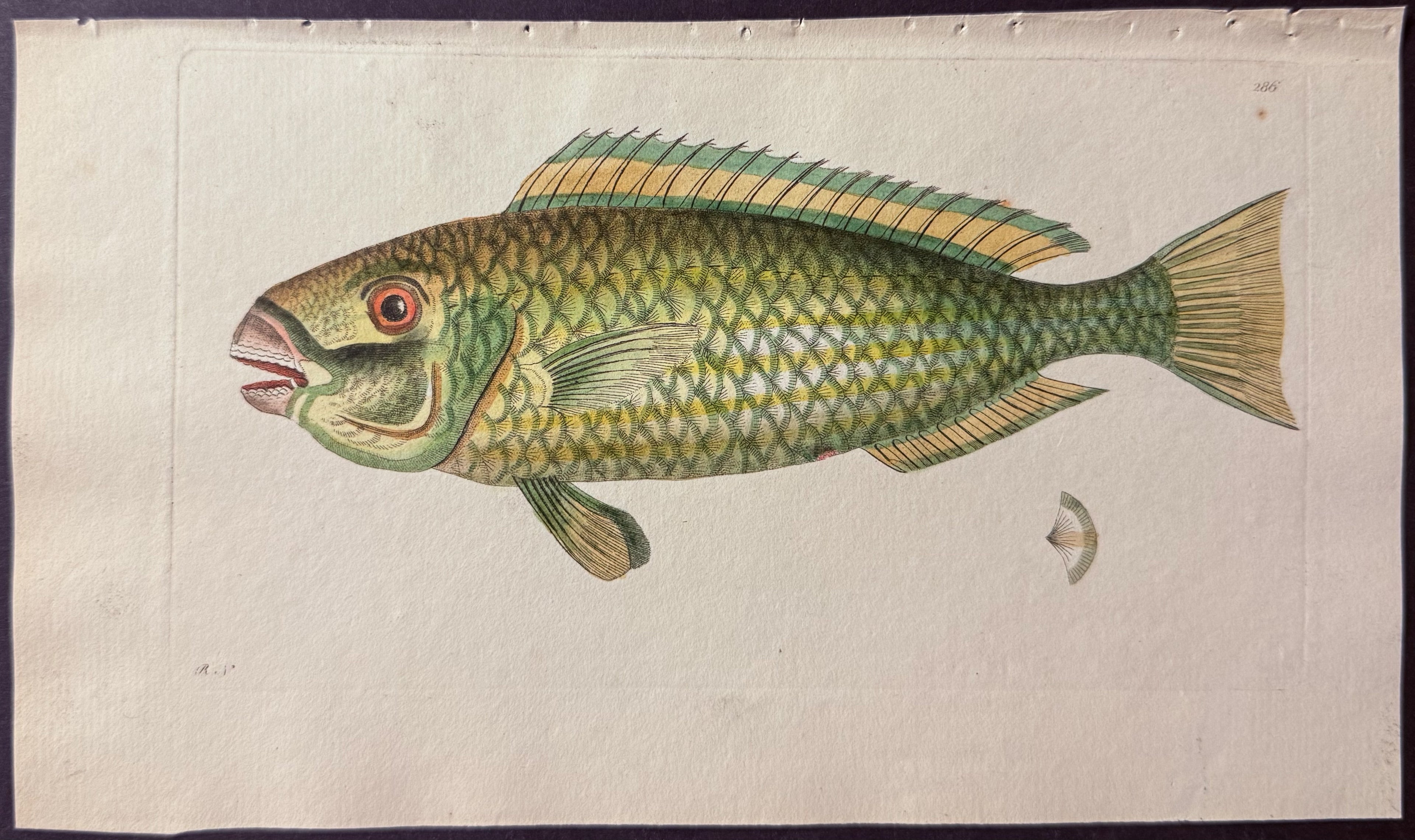 Green Scarus