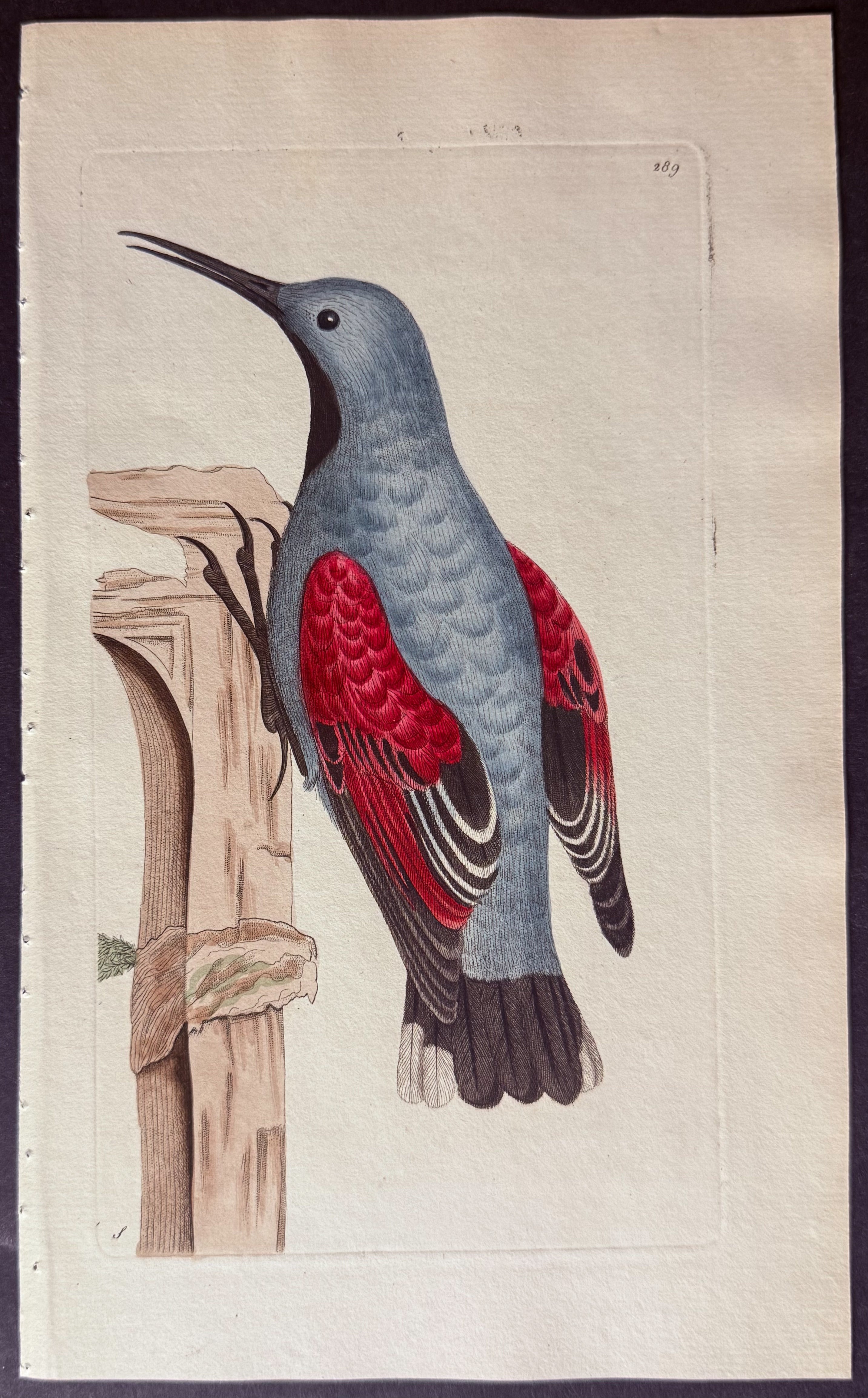 Wall Creeper