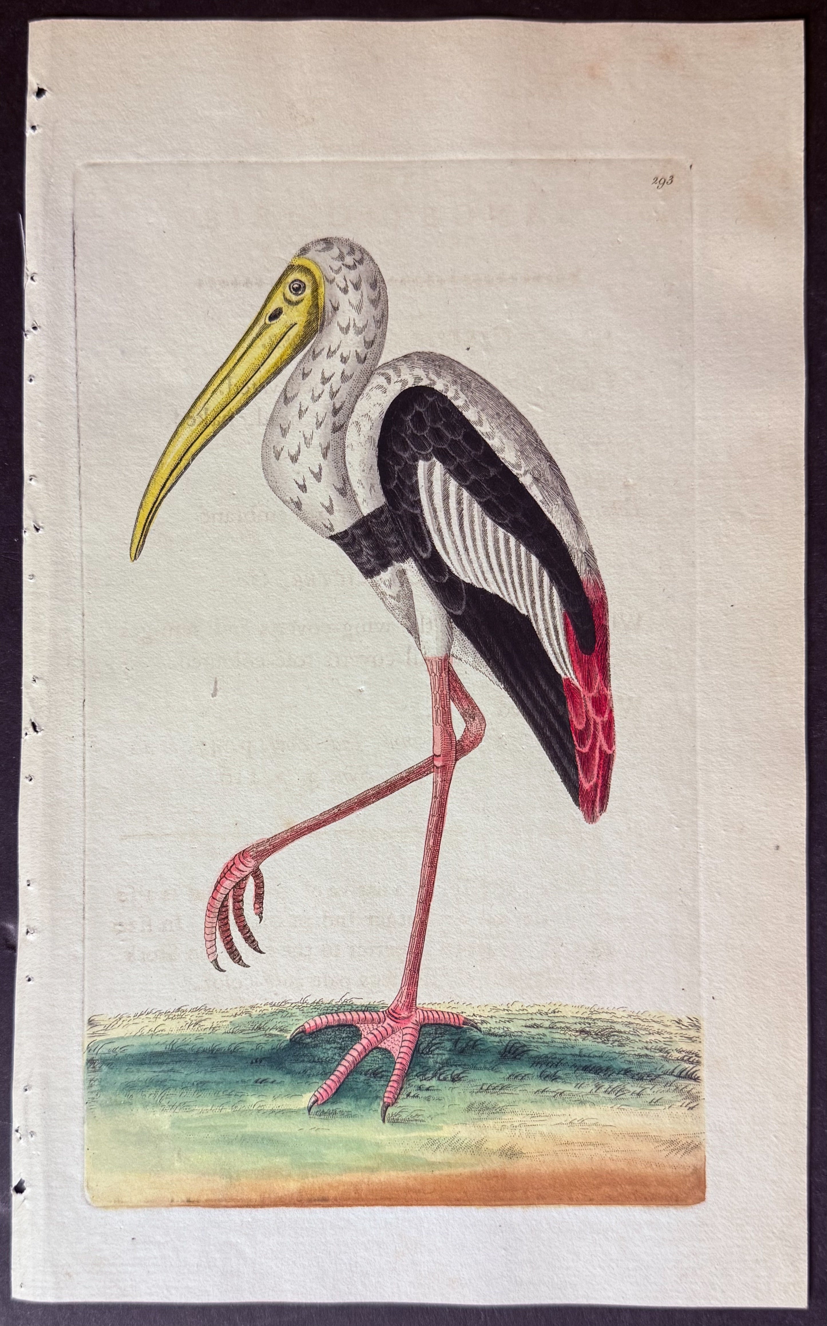 Gangetic Ibis