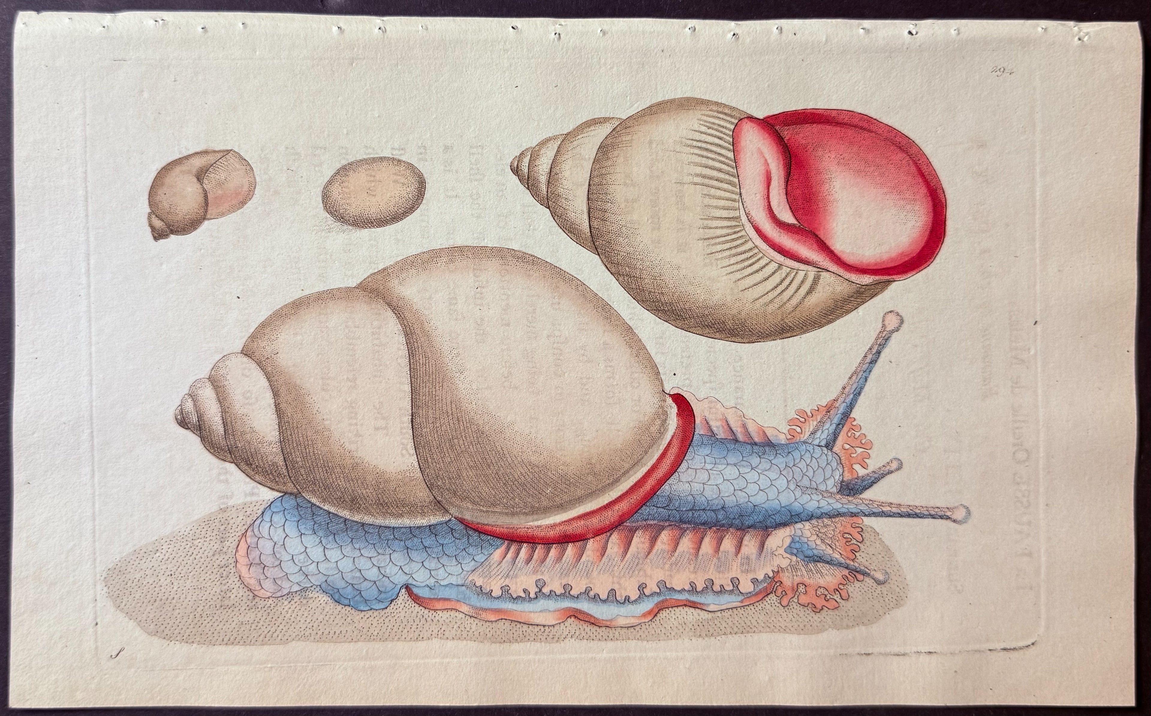 Occidental Bulla Shell