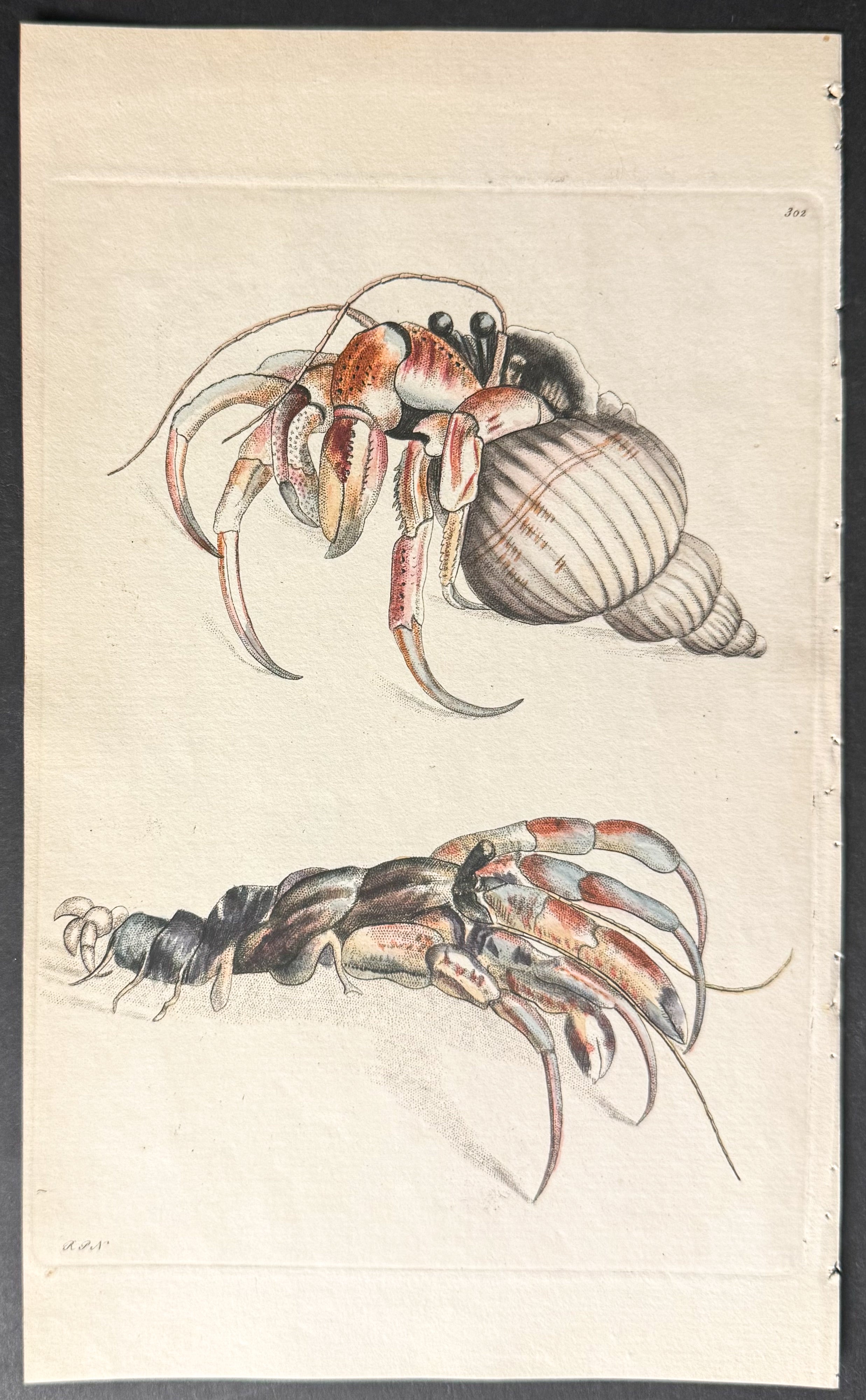 Hermit Crab