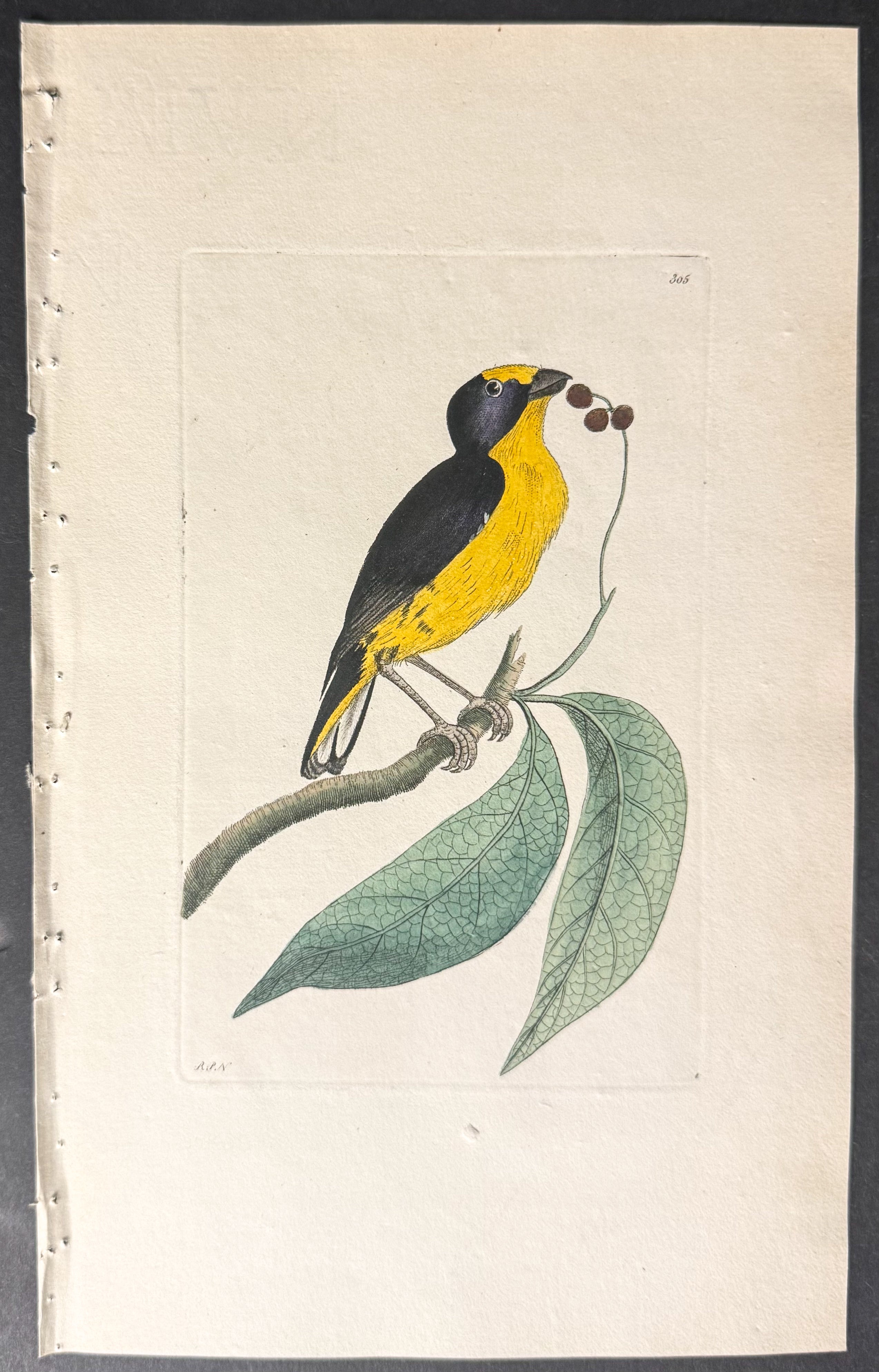 Violaceous Tanager