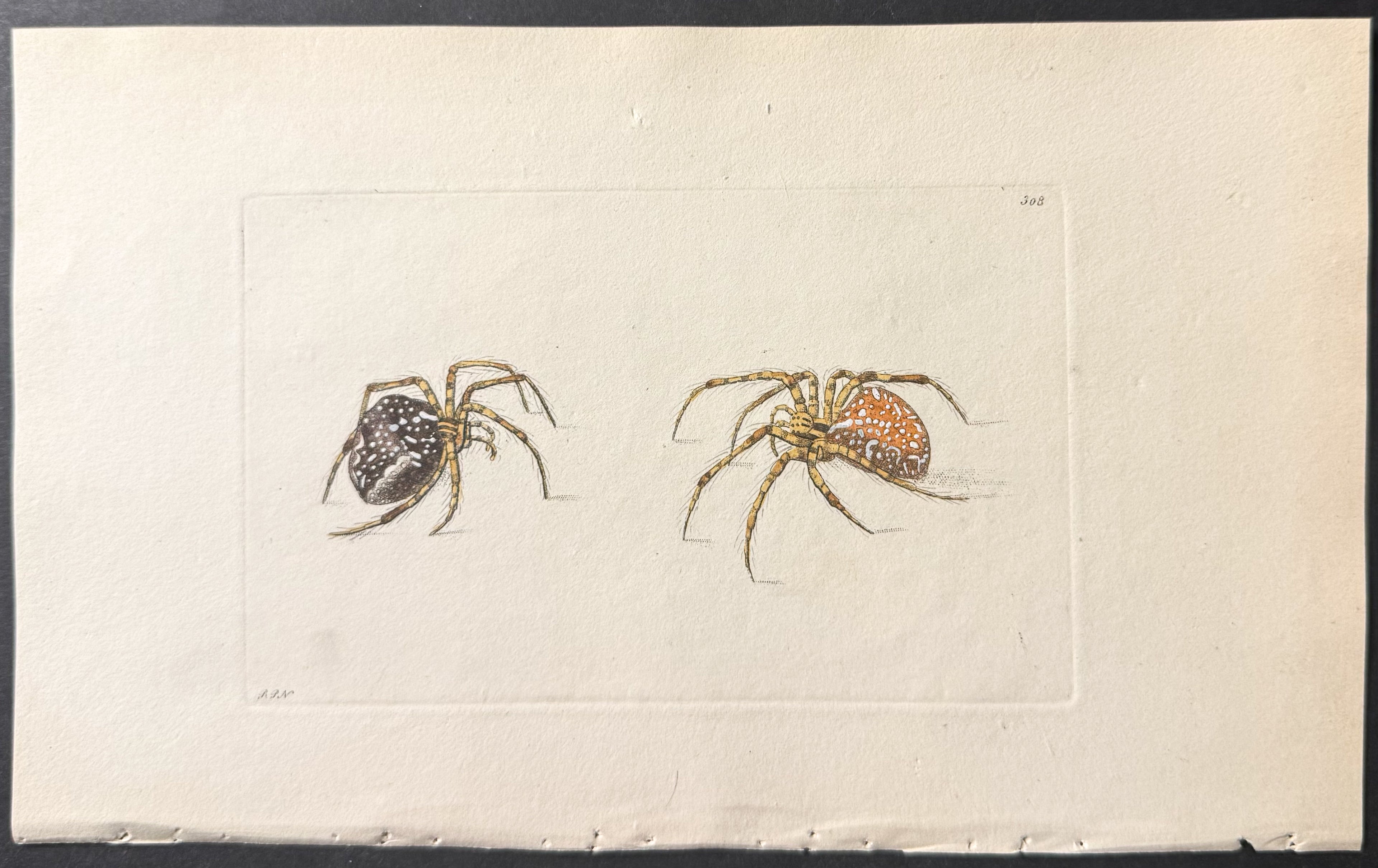 Diadem Spider