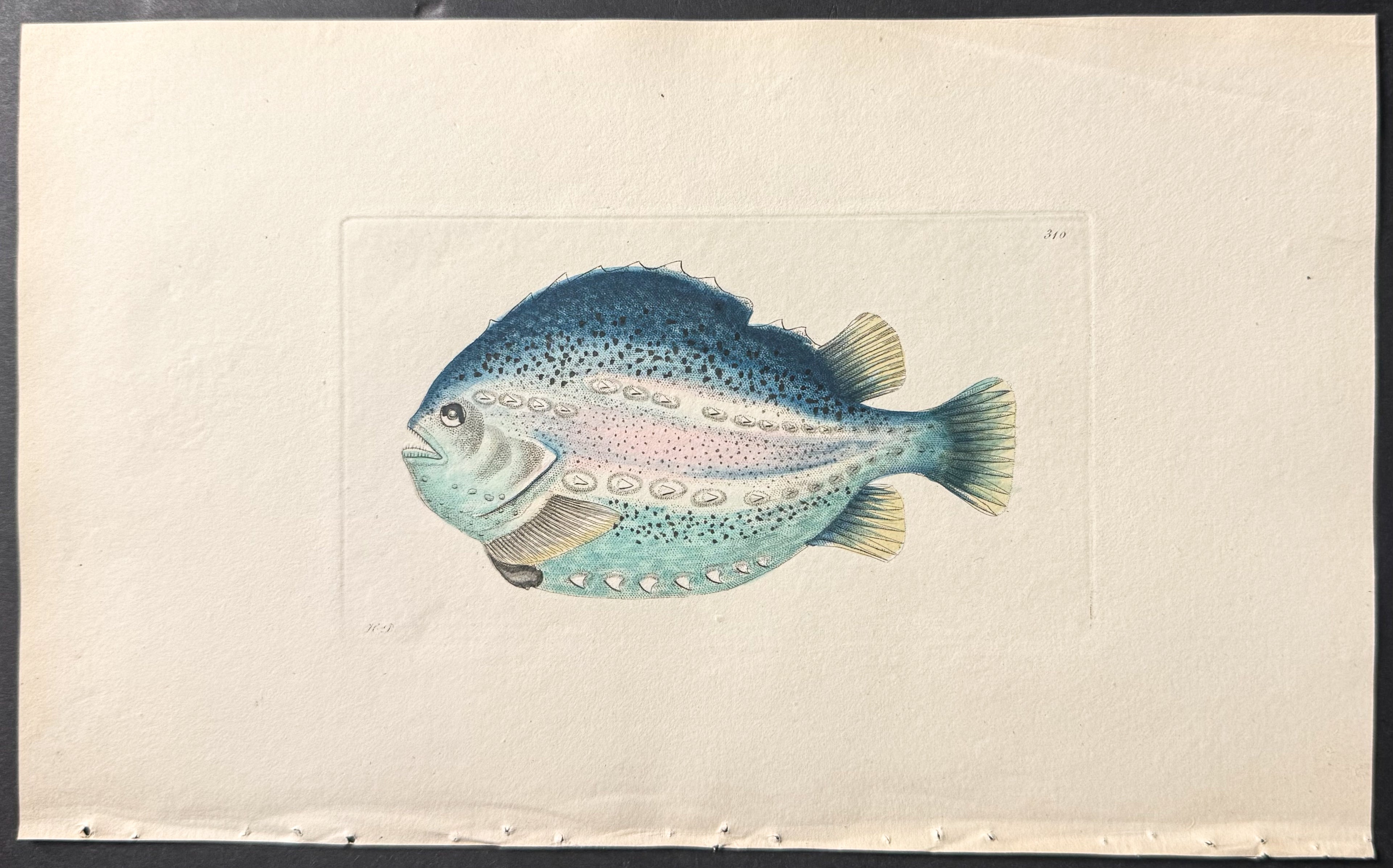 Pavonian Cyclopterus Lump-Fish