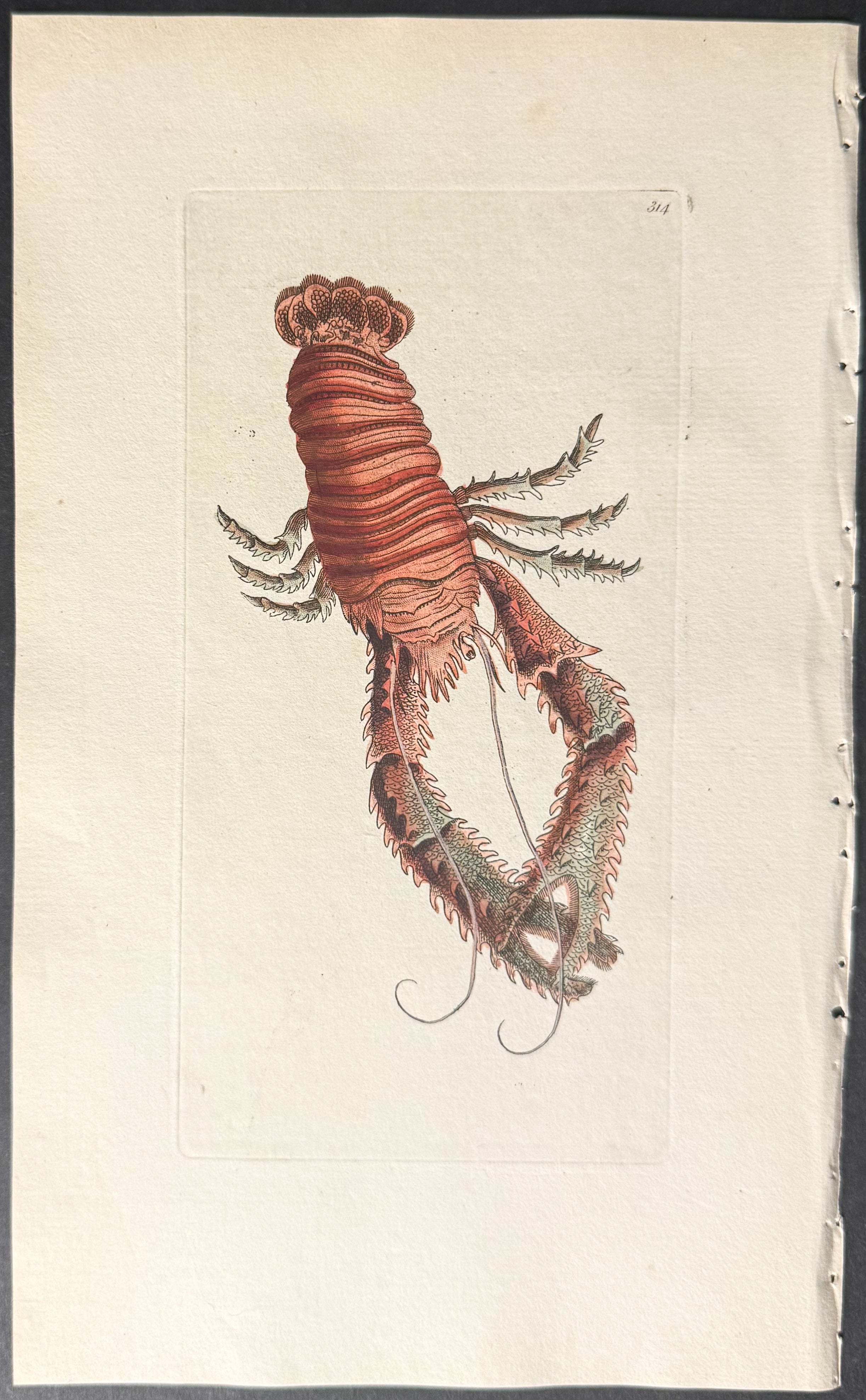 Plated Lobster