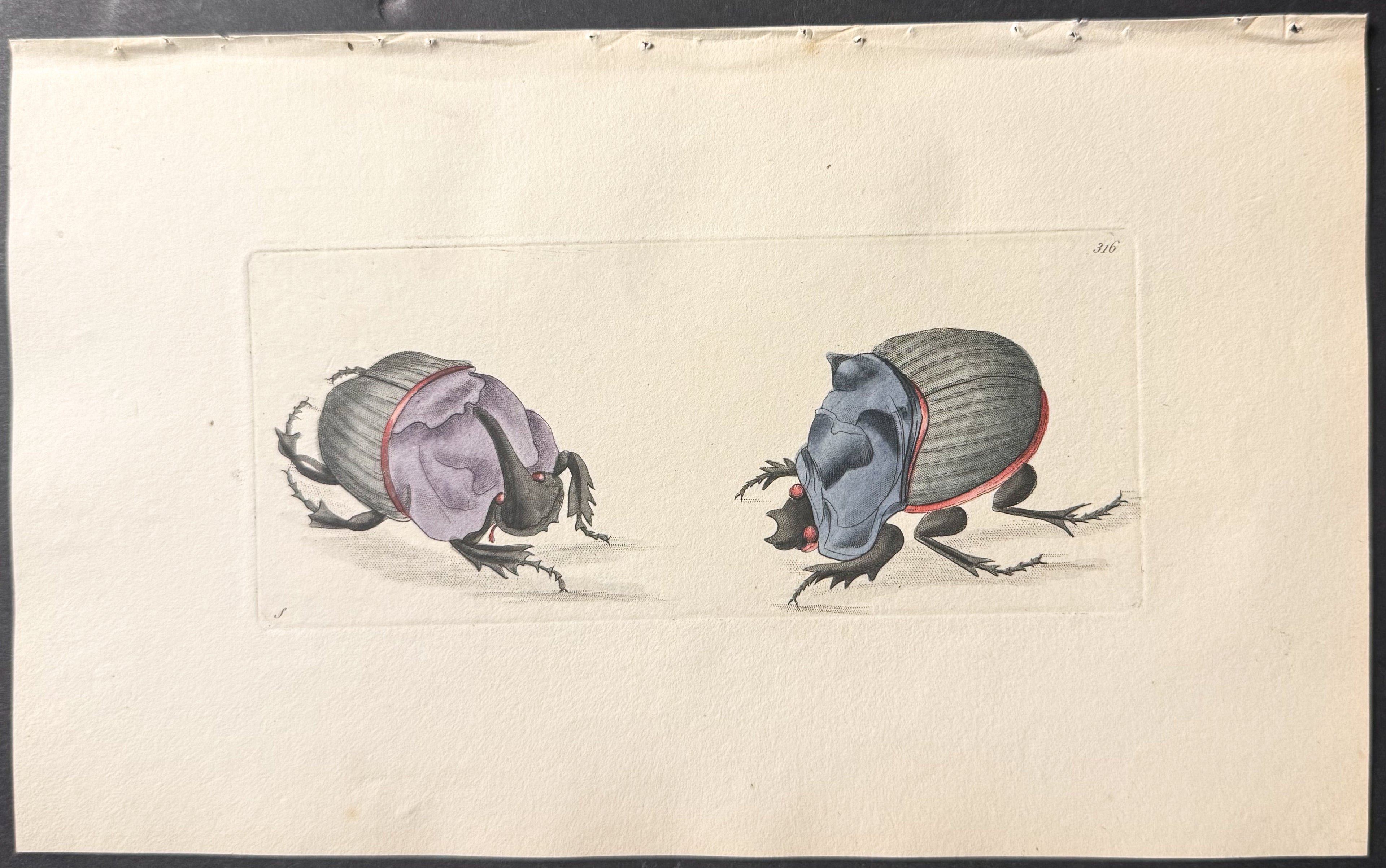 Unicorn Beetle