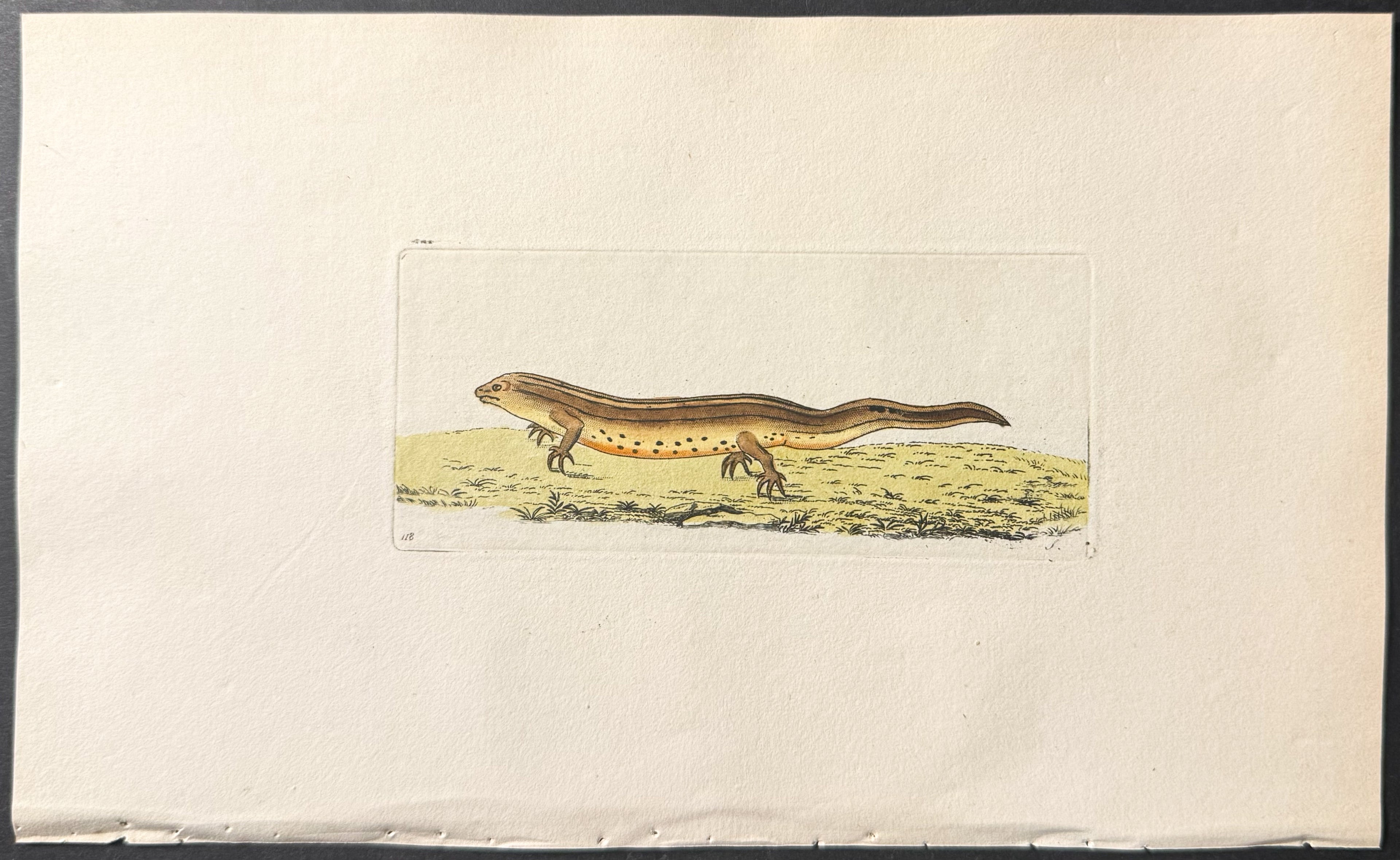 Common Newt