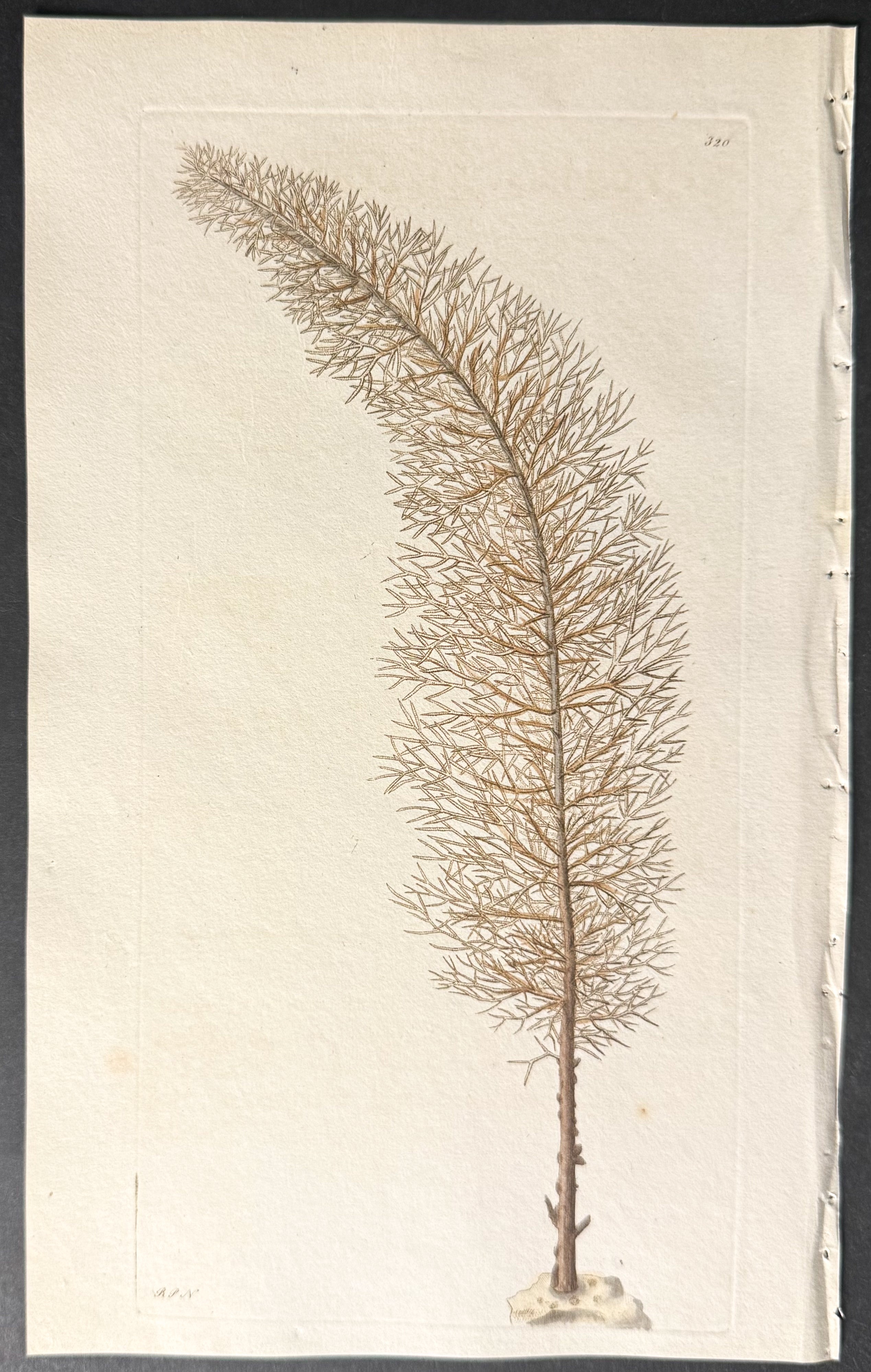 Cypress Antipathes