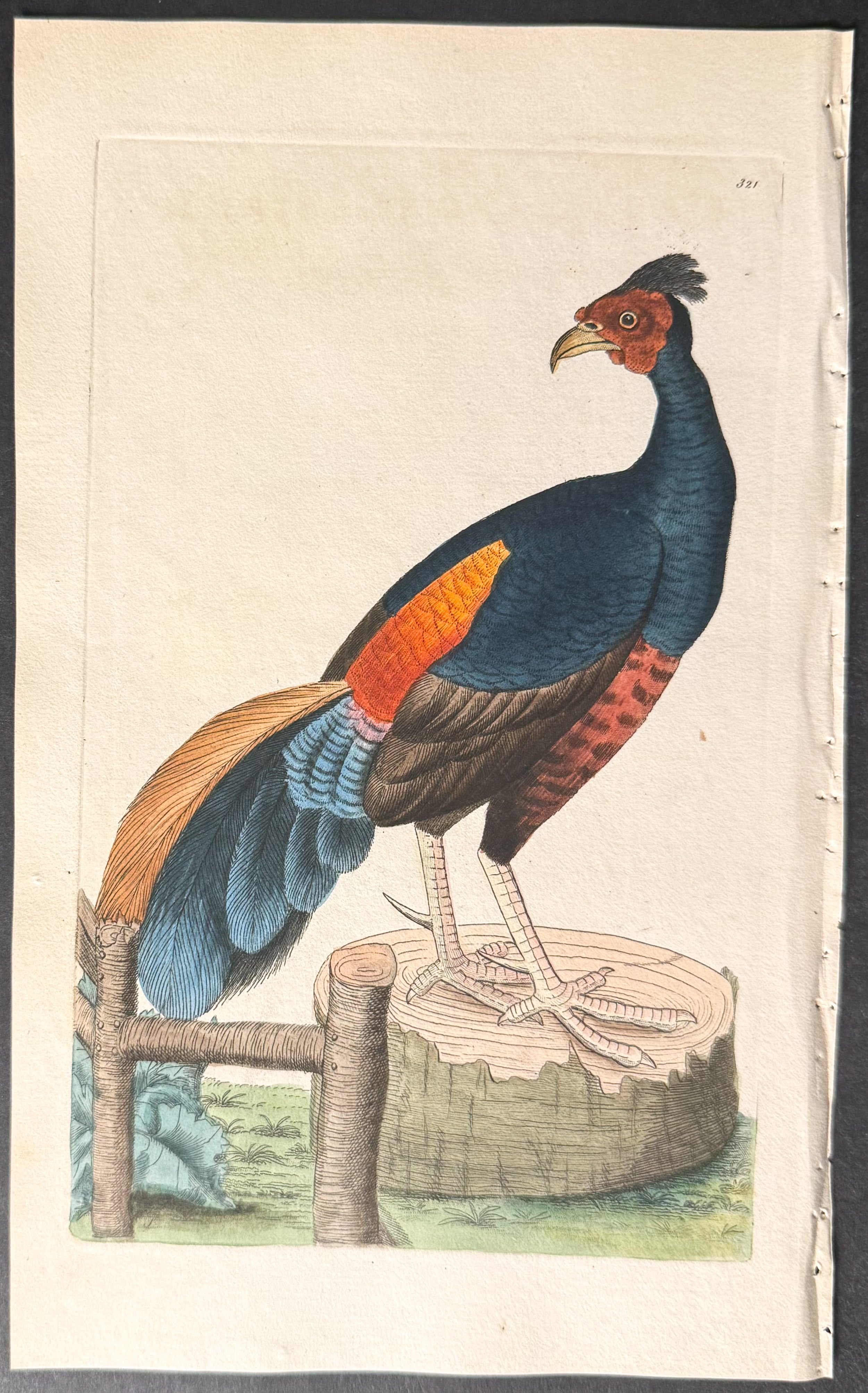 Fire-backed Pheasant