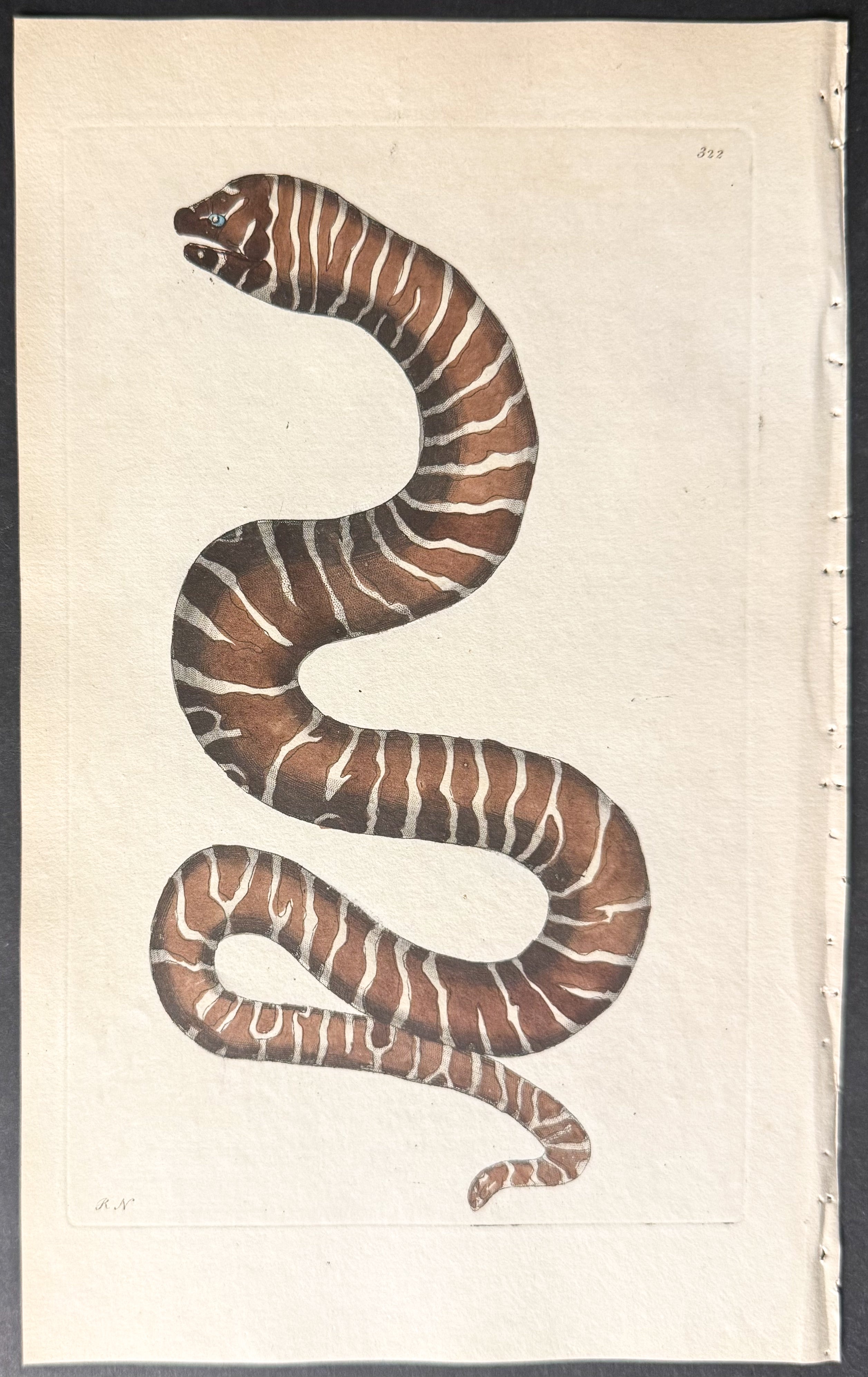 Zebra Gymnothorax