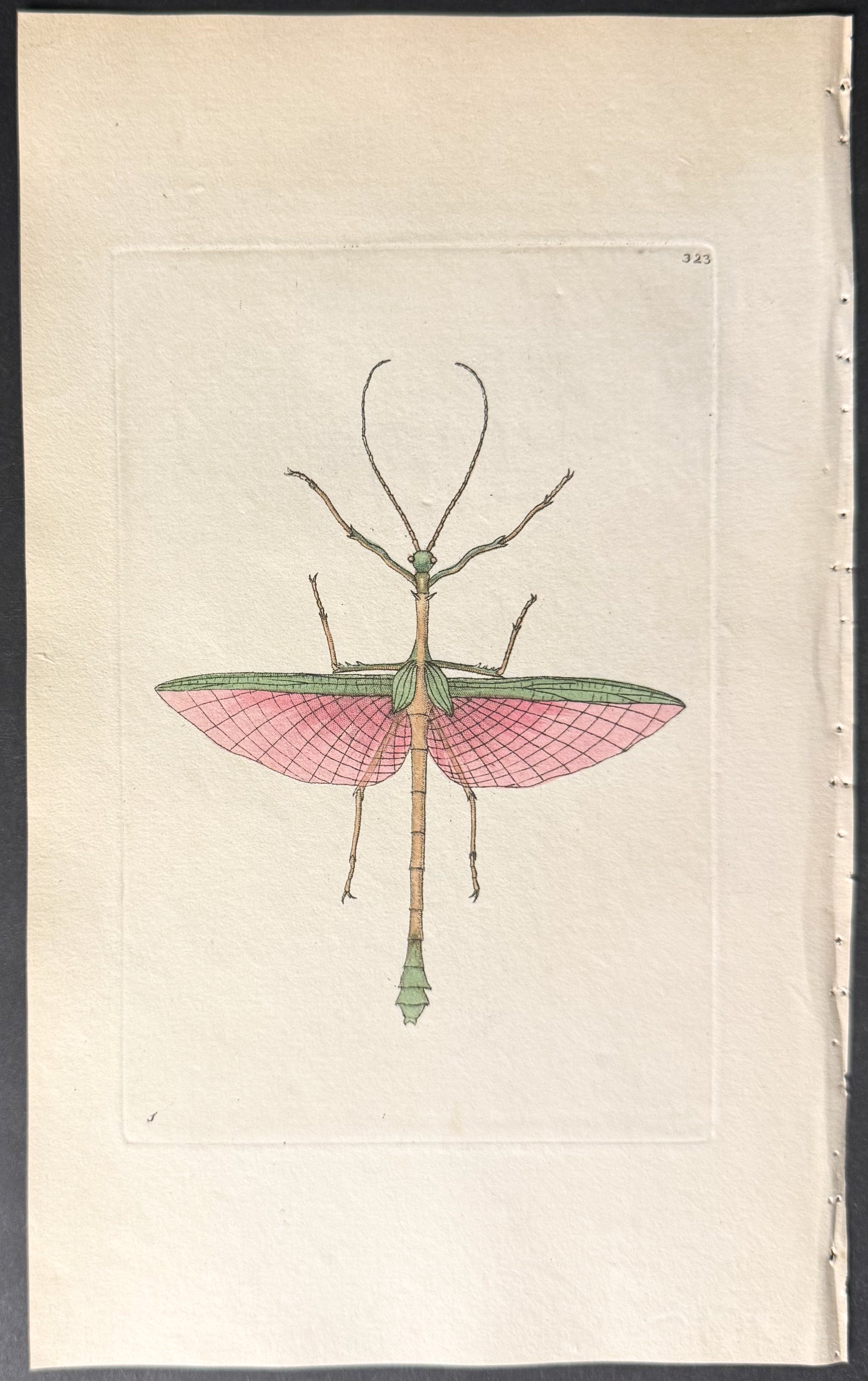Two-spined Mantis