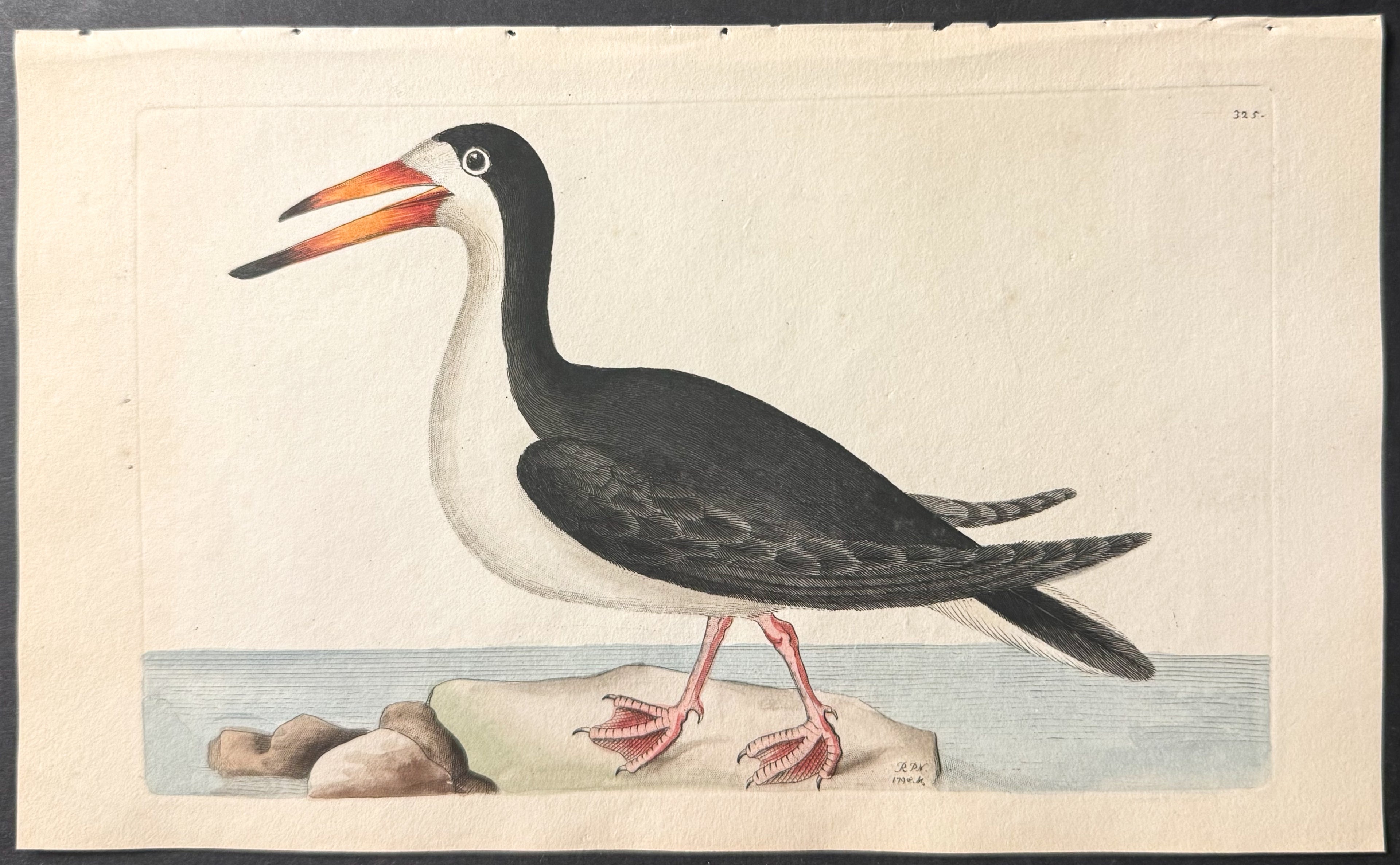 Black Skimmer
