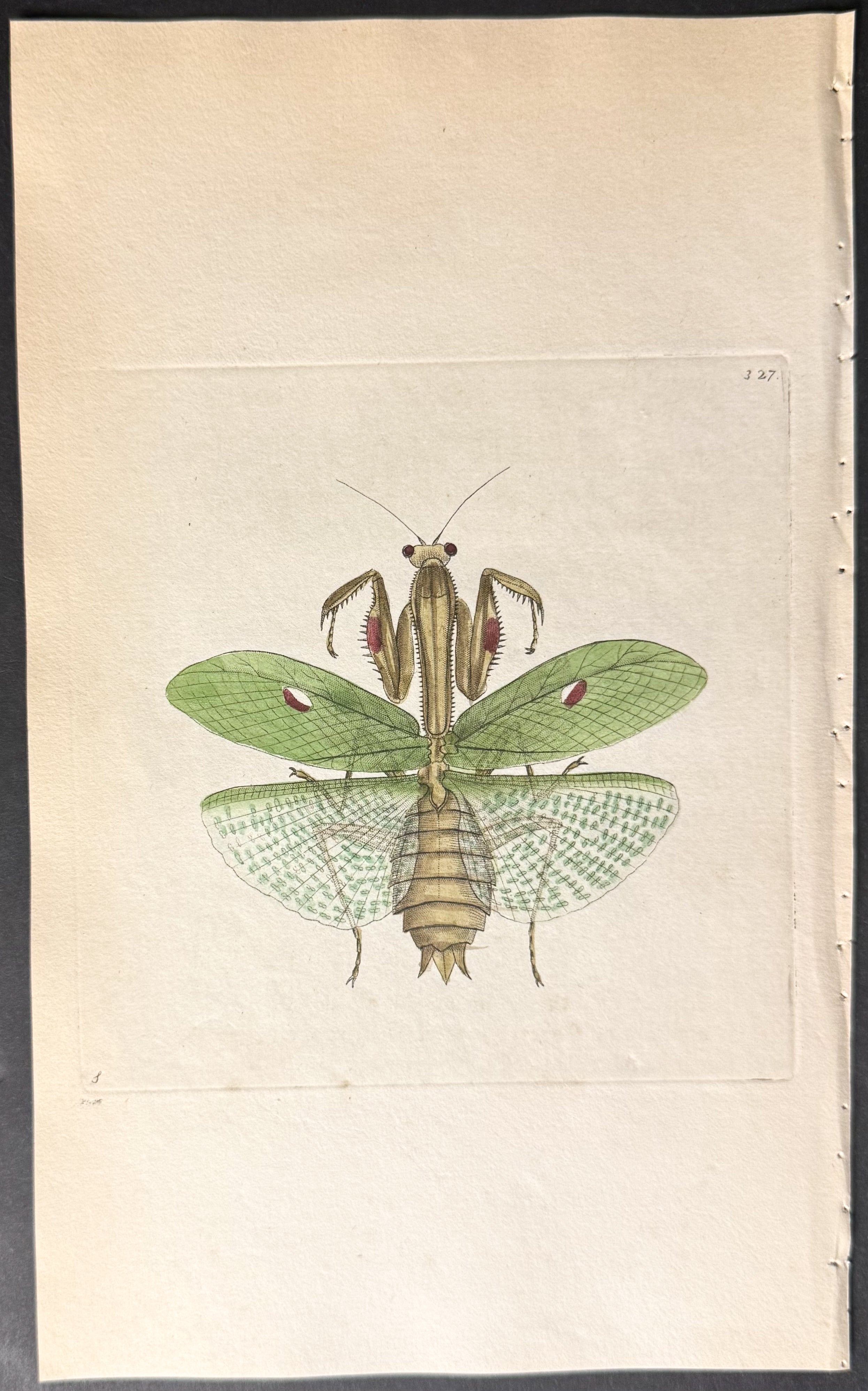 Sacred Mantis
